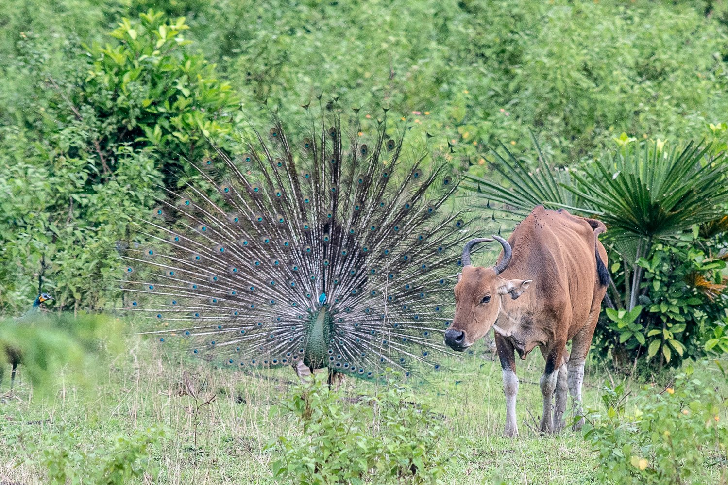 Banteng Jawa (Bos Janvanicus) dan Burung Merak (Pavo cristatus) jantan mencari makan di ladang pengembalaan, Taman Nasional Ujung Kulon, Banten. Keberadaan flora dan fauna yang eksotis dan beragam di Taman Nasional ini tentunya menjadi aset nasional bangsa yang harus selalu dirawat dan dijaga. Pemerintah menetapkan kawasan Taman Nasional Ujung Kulon sebagai kawasan yang dilindungi berdasarkan Undang-undang No.5 tahun 1990 tentang Konservasi Sumberdaya Alam. 