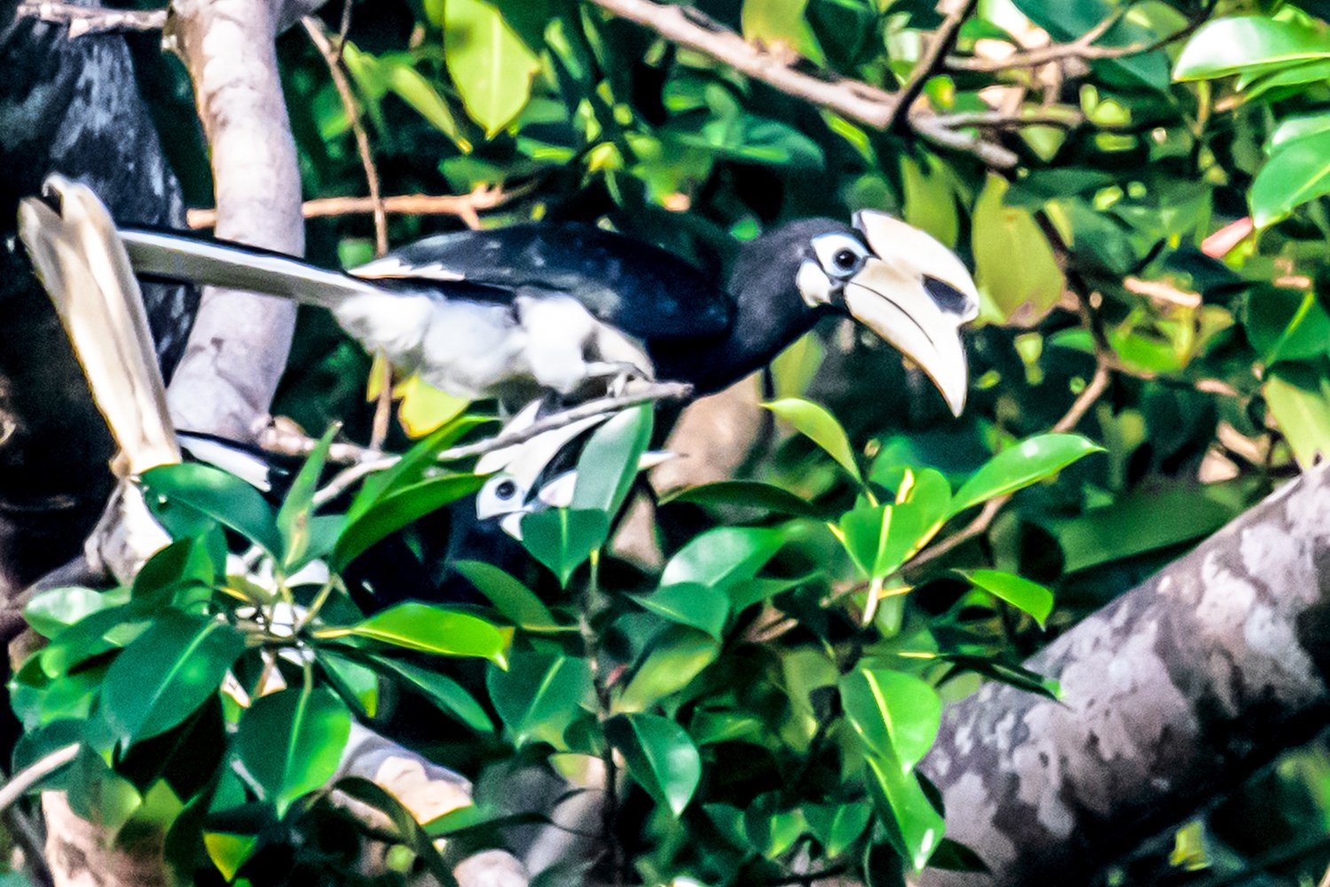 Burung Kangkareng perut putih (Anthratococeros albirostris) bertengger di dahan pohon di Taman Nasional Ujung Kulon, Banten. TNUK adalah salah satu Taman Nasional yang ada di Indonesia yang telah ditetapkan sebagai Situs Warisan Alam Dunia oleh UNESCO pada tahun 1992 dan merupakan perwakilan ekosistem hutan hujan tropis dataran rendah yang tersisa dan terluas di Jawa bagian barat.