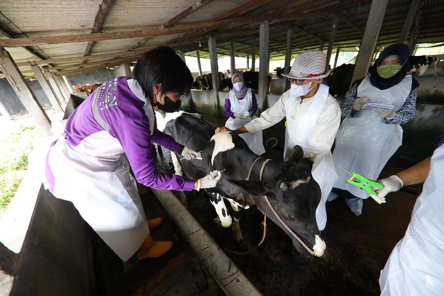 VAKSINASI PMK UNTUK SAPI