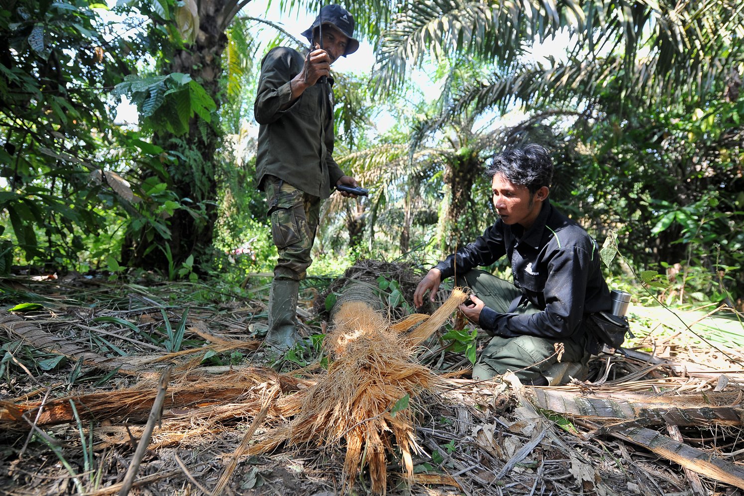 Januardi (kiri) dan Seleksa (kanan) memeriksa temuan pohon kelapa yang tumbang akibat dilewati gajah saat pemonitoran gajah di Sarolangun, Jambi.