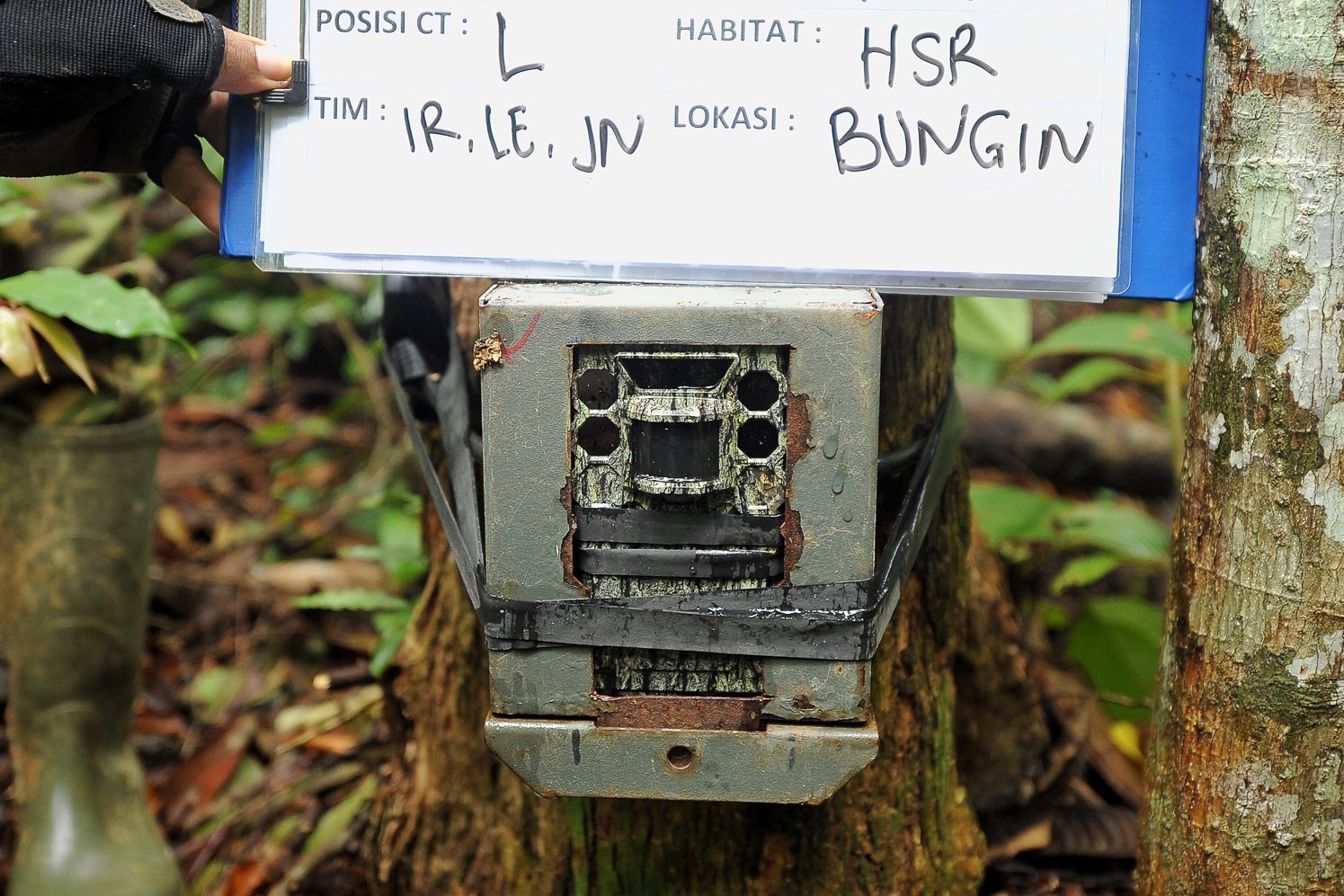 Kamera trap terpasang di batang pohon saat pemonitoran gajah di Batanghari, Jambi.