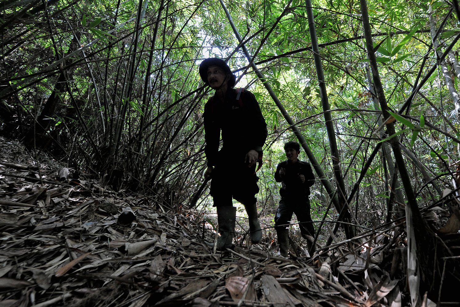 Januardi (kiri) dan Seleksa (kanan) melewati hutan bambu saat pemonitoran gajah di Musi Banyuasin, Sumatera Selatan.