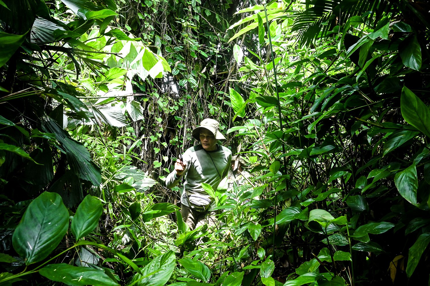 Seorang tracker (pembuka jalur) membabat beberapa tanaman saat pelaksanaan kegiatan Monitoring Badak Jawa (MBJ) di dalam hutan Taman Nasional Ujung Kulon, Banten.