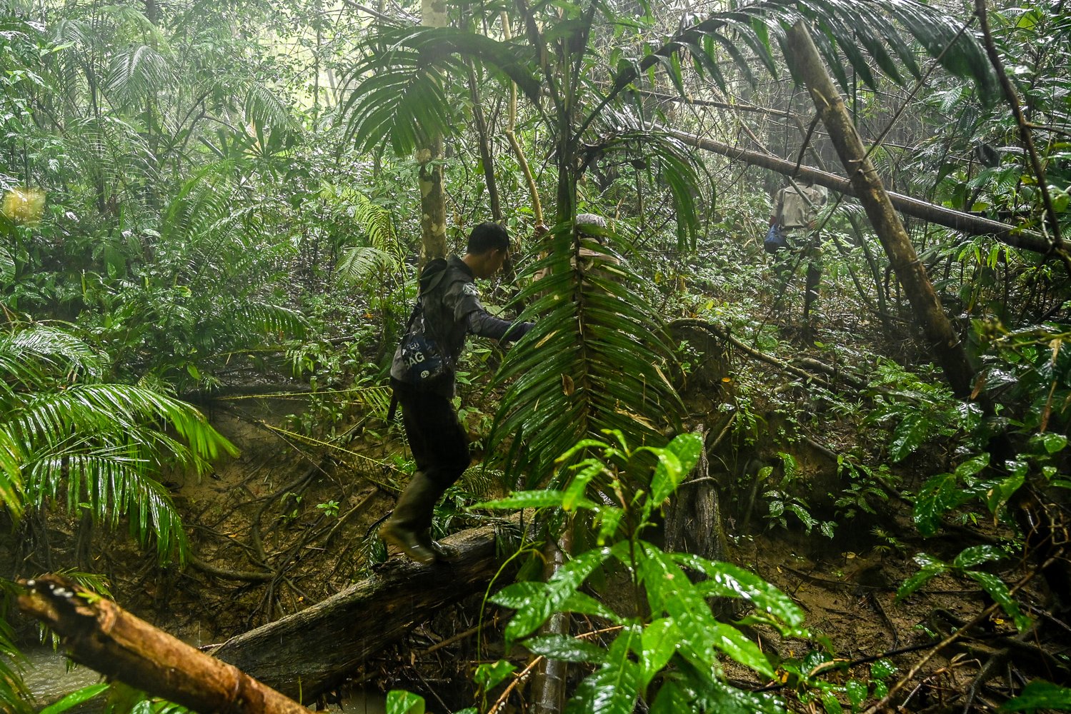 Anggota Monitoring Badak Jawa (MBJ) meniti kayu saat kegiatan pemantauan di dalam hutan Taman Nasional Ujung Kulon, Banten.