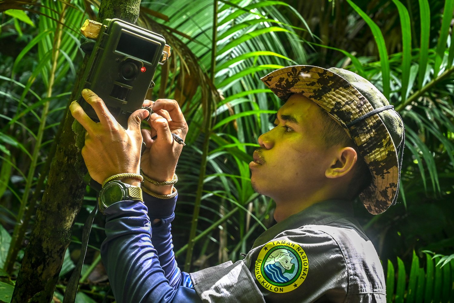 Anggota Monitoring Badak Jawa (MBJ) memasang kamera jebak di Taman Nasional Ujung Kulon, Banten.