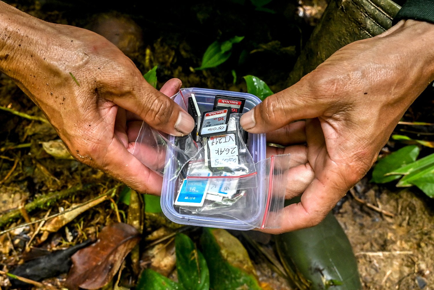 Anggota Monitoring Badak Jawa (MBJ) menyiapkan kartu memori baru untuk kamera jebak di Taman Nasional Ujung Kulon, Banten.