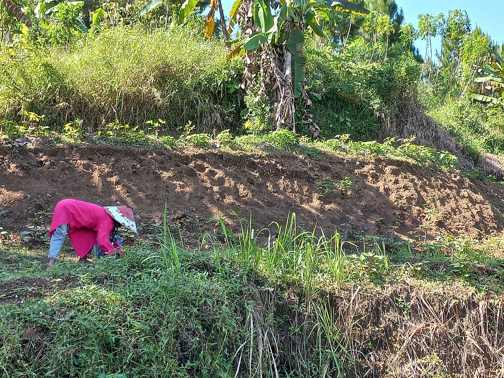 Artem, warga Desa Kaliurip, tengah menggarap ladangnya.