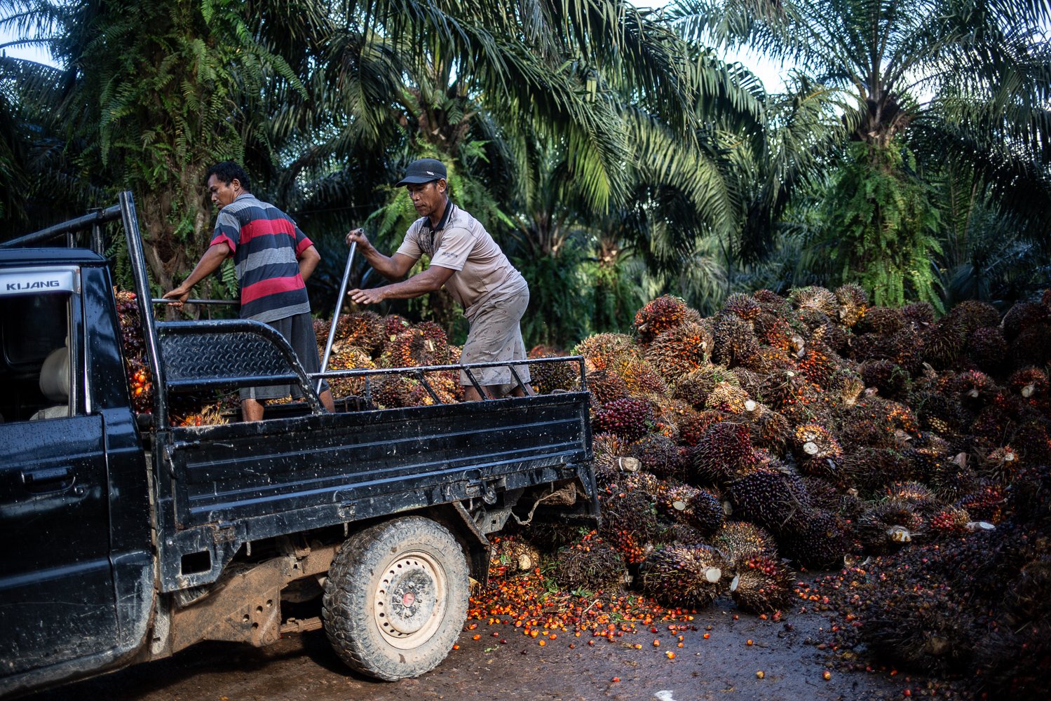 Pekerja memuat hasil perkebunan kelapa sawit di Medang Sari, Kecamatan Arut Selatan, Kotawaringin Barat, Kalimantan Tengah, Jumat (19/8). Petani belum menikmati efek positif dari pembebasan pungutan ekspor minyak sawit mentah yang sudah dirasakan para pelaku industri kelapa sawit sejak 15 Juli 2022. Harga tandan buah segar atau TBS petani masih di bawah Rp 1.500 per kilogram dan ada pula pabrik yang belum mau menampung hasil panen mereka dengan alasan tangki minyak sawit mentah atau CPO penuh.