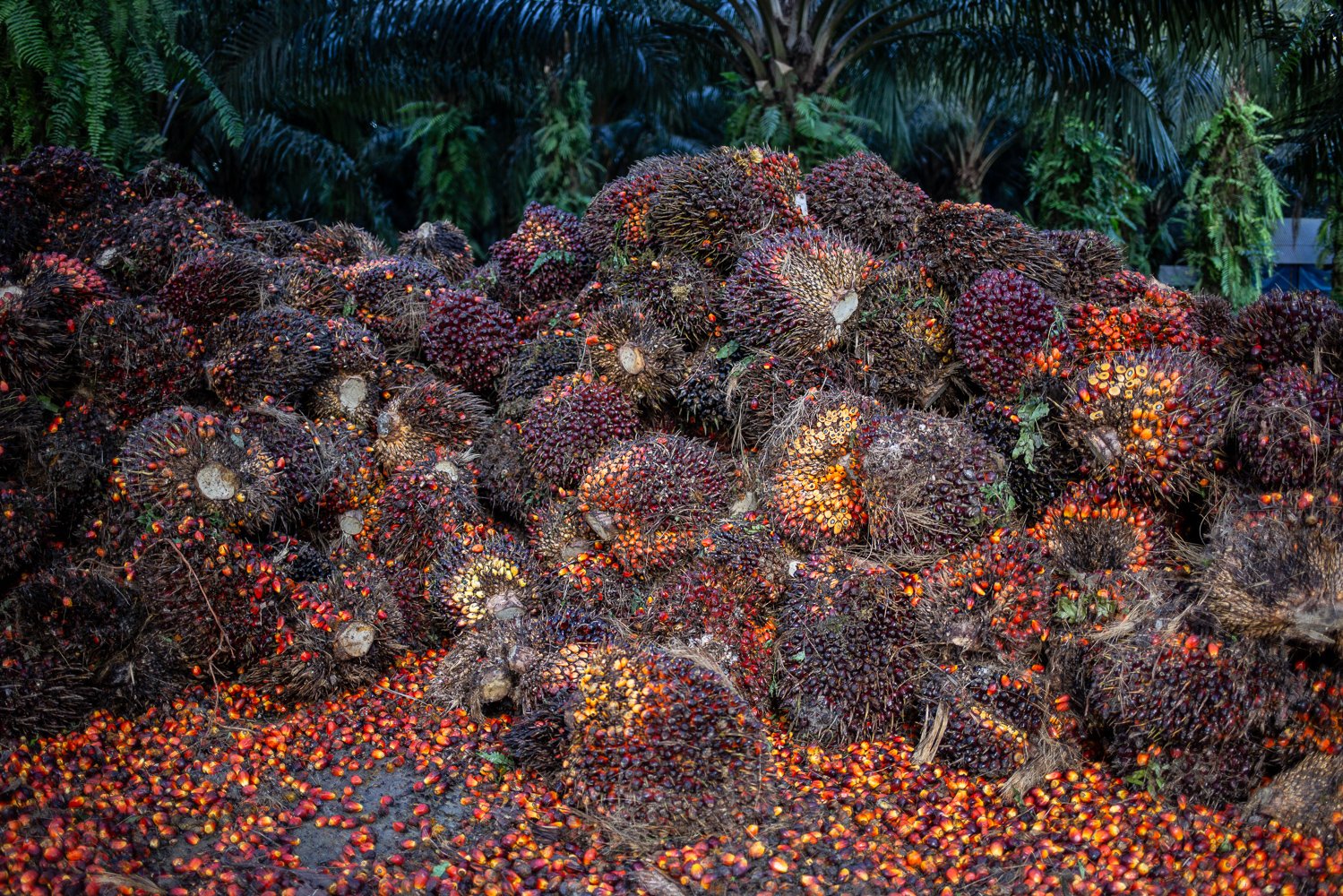 Tandan buah segar hasil perkebunan kelapa sawit di Medang Sari, Kecamatan Arut Selatan, Kotawaringin Barat, Kalimantan Tengah, Jumat (19/8). Petani belum menikmati efek positif dari pembebasan pungutan ekspor minyak sawit mentah yang sudah dirasakan para pelaku industri kelapa sawit sejak 15 Juli 2022. Harga tandan buah segar atau TBS petani masih di bawah Rp 1.500 per kilogram dan ada pula pabrik yang belum mau menampung hasil panen mereka dengan alasan tangki minyak sawit mentah atau CPO penuh.