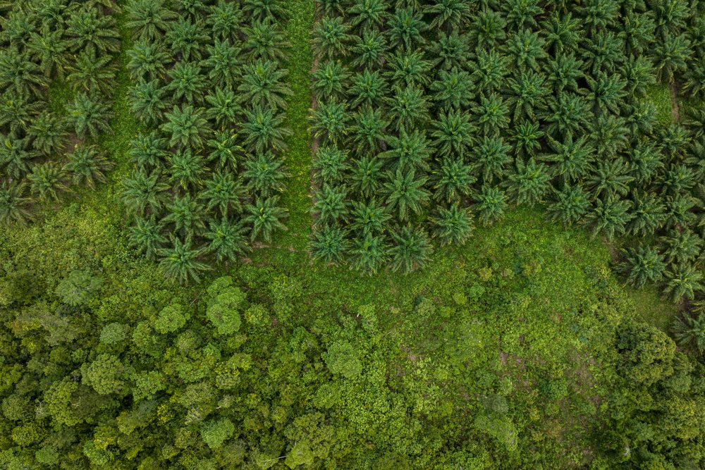 Foto udara perkebunan kelapa sawit yang merambat ke wilayah hutan adat masyarakat di Desa Kubu, Kumai, Kabupaten Kotawaringin Barat, Provinsi Kalimantan Tengah, Jumat (19/8).