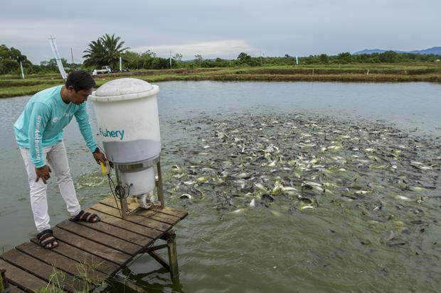 PEMBERIAN PAKAN IKAN GUNAKAN ALAT OTOMATIS EFEEDER
