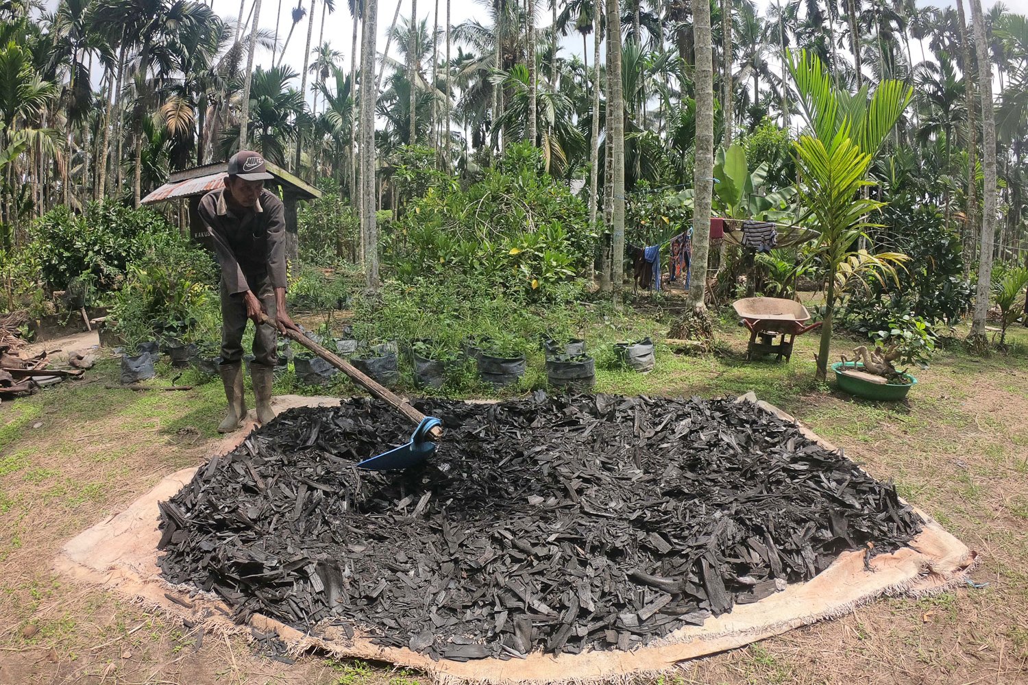 Guntoro menjemur pelepah pinang yang telah dibakar.