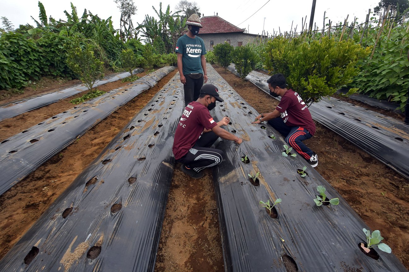Anggota petani muda keren (PMK) Desa Gobleg menanam bibit kubis pada kebun yang menerapkan metode pertanian cerdas.
