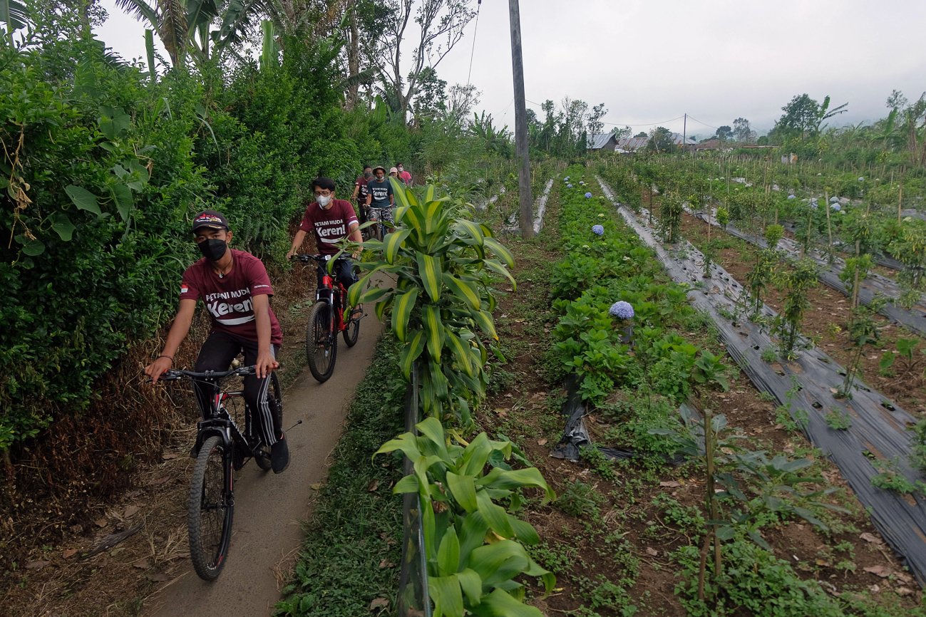 Anggota petani muda keren (PMK) Desa Gobleg mengelilingi area perkebunan menggunakan sepeda.