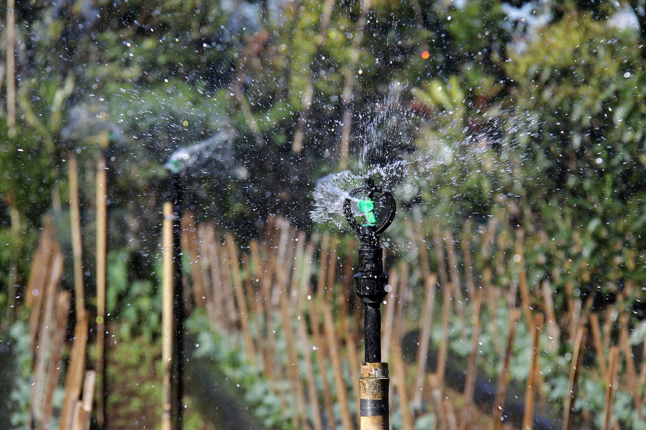 Sprinkler atau alat penyemprotan memancarkan air secara merata pada tanaman sayuran.