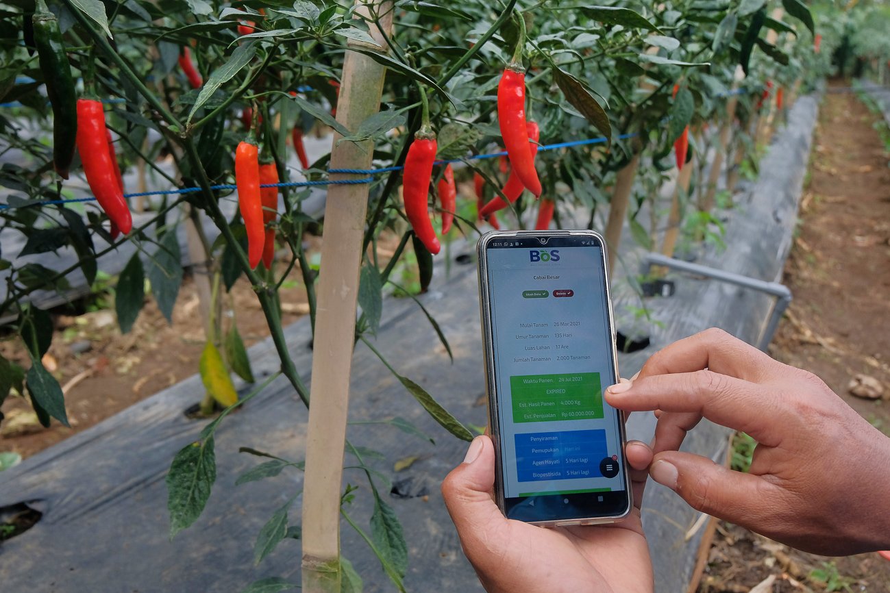 Petani menggunakan aplikasi telepon genggam saat memantau infromasi tanaman cabai.