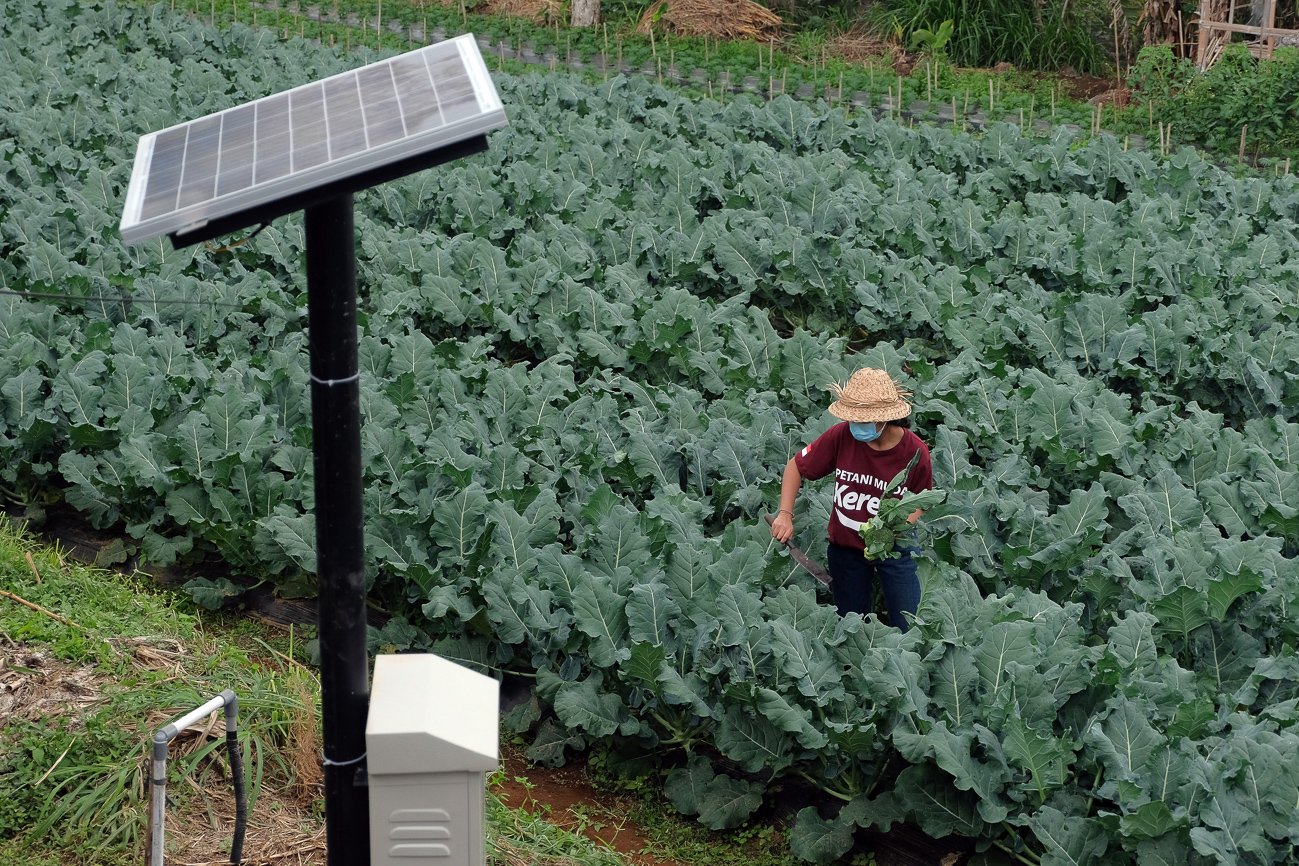 Petani Muda Keren (PMK) Gobleg menanam sayur brokoli di kebun pertanian cerdas yang dilengkapi panel surya.