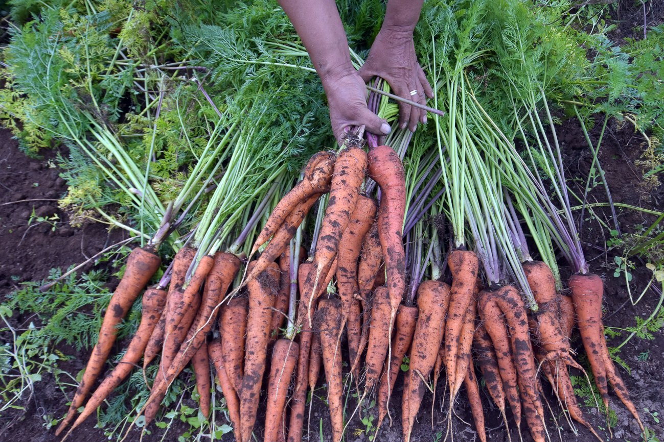 Petani Muda Keren (PMK) Desa Gobleg memanen wortel hasil kebun yang menerapkan metode pertanian cerdas.