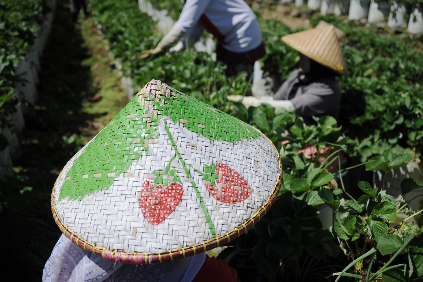 Petani memanen strawberi di perkebunan Rancabali, Ciwidey, Kabupaten Bandung.