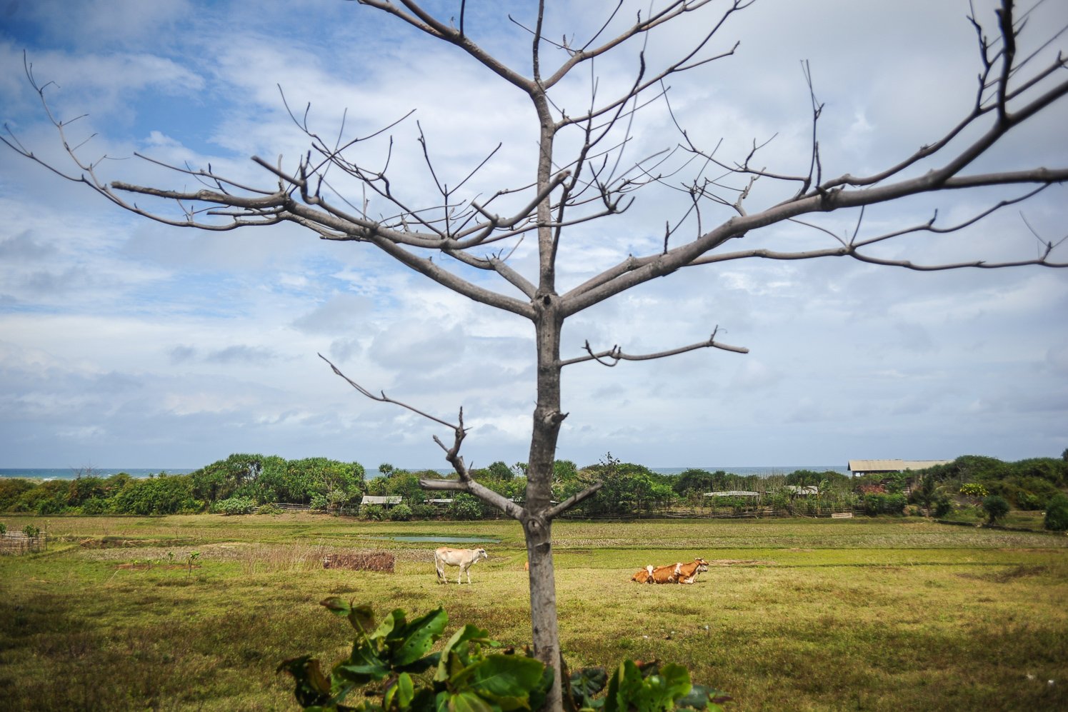 Sejumlah merumput di sekitar lahan pertanian di kawasan pesisir pantai Cidaun, Cianjur Selatan, Kabupaten Cianjur.