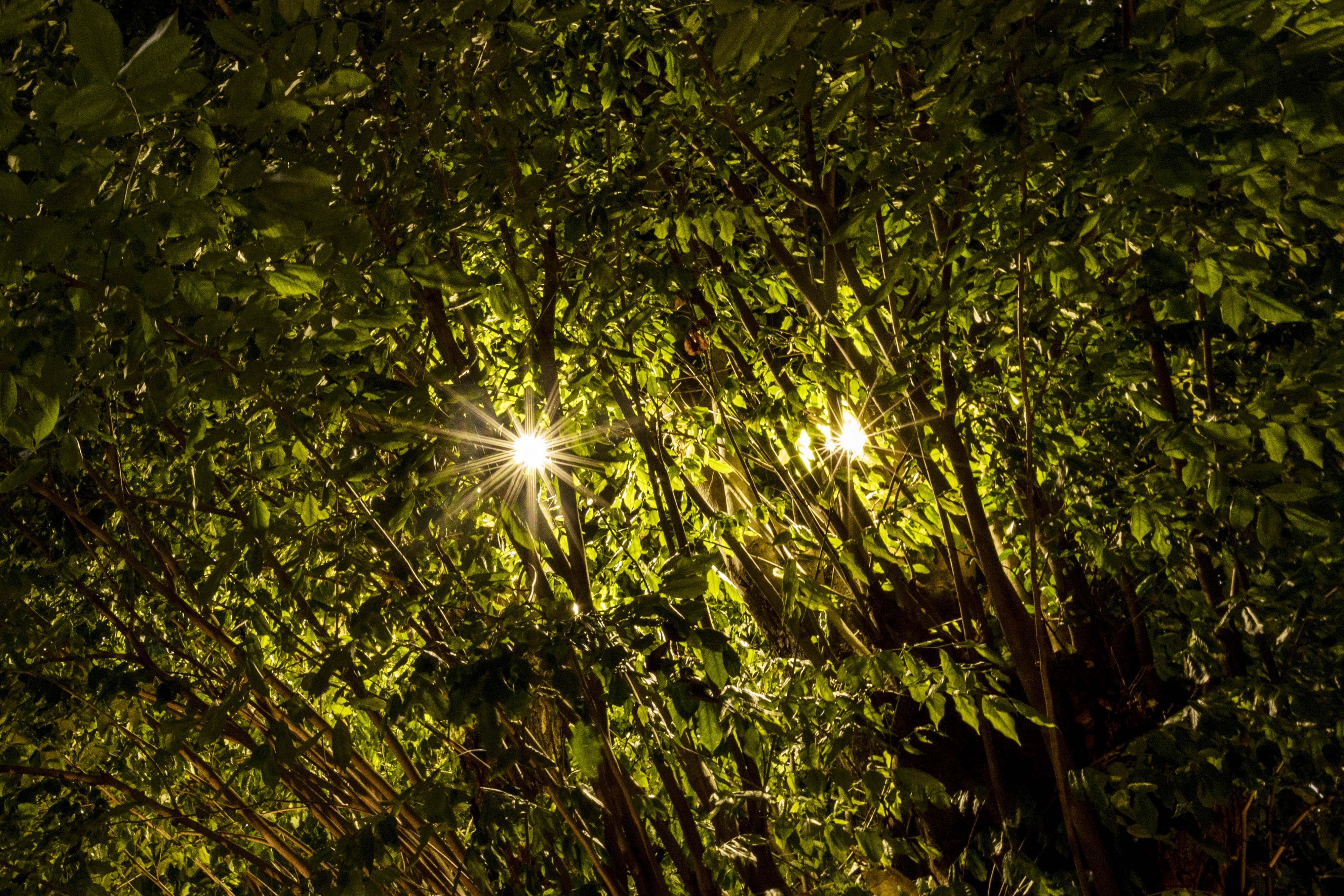 Lampu taman berada di antara ranting pohon di Taman Ismail Marzuki, Jakarta.