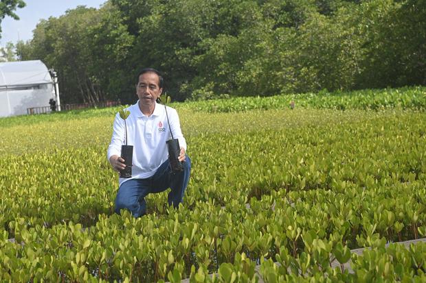 Presiden Joko Widodo mengamati pohon mangrove menjelang kunjungan sejumlah pemimpin negara G20 / pemimpin organisasi internasional di tempat persemaian dan pembibitan pohon mangrove Taman Hutan Raya (Tahura) Ngurah Rai pada hari kedua KTT G20 Indonesia 2022 di Denpasar, Bali, Rabu (16/11/2022).