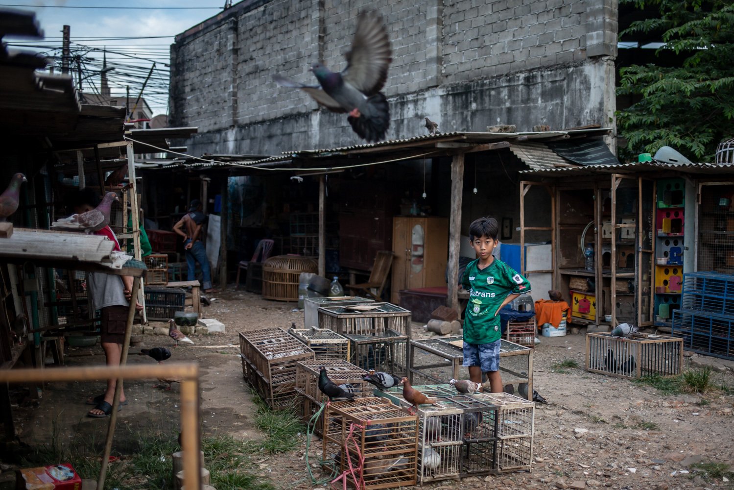 Seorang bocah mengamati burung dara miliknya di wilayah Muria Dalam, Jakarta Selatan, Rabu (12/04). Warga yang masih bertahan mendirikan kandang-kandang burung di antara tembok-tembok pembatas setinggi dua meter. Tembok ini didirikan oleh pengembang infrastruktur yang telah membeli hampir seluruh tanah di wilayah itu.