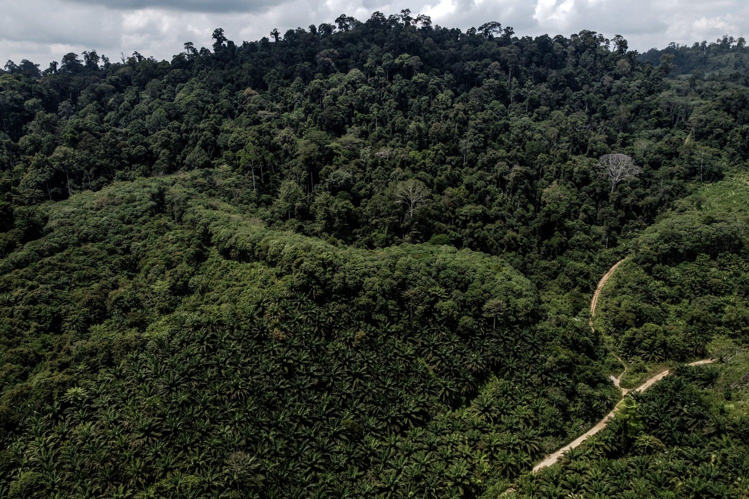Foto aerial perkebunan kelapa sawit warga yang berada di kawasan hutan tempat masyarakat Suku Punan Batu berburu mencari makan.