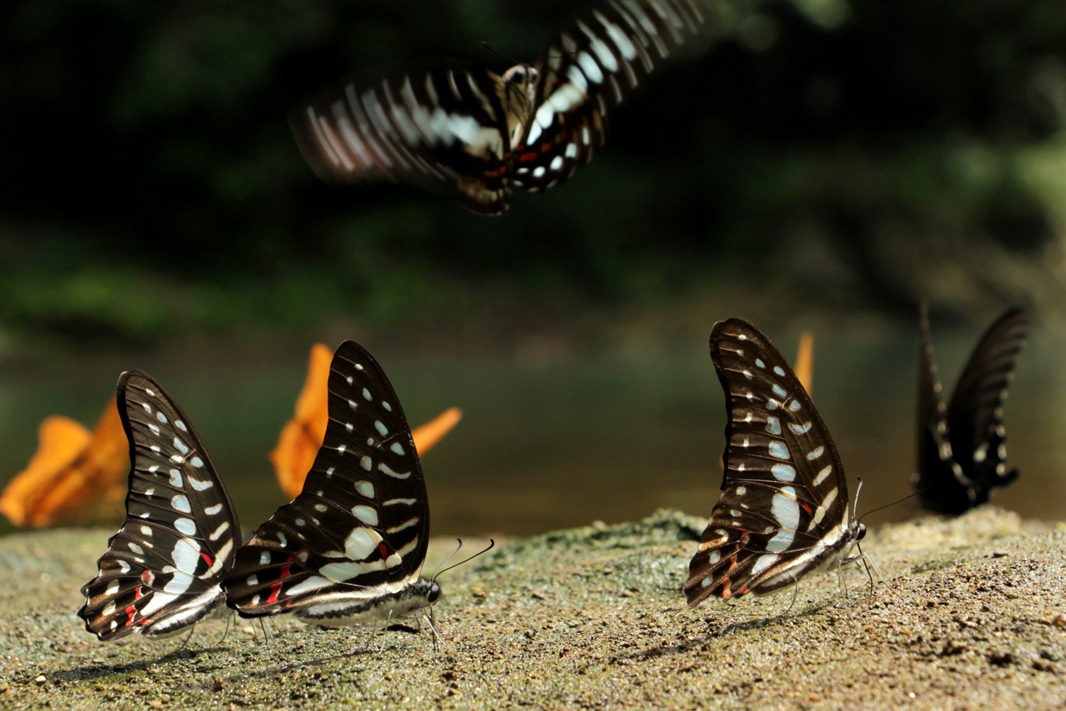 Beberapa ekor kupu-kupu hinggap di tepi Dannau Kassi Kebo di Taman Wisata Alam Bantimurung, Kabupaten Maros, Sulawesi Selatan.