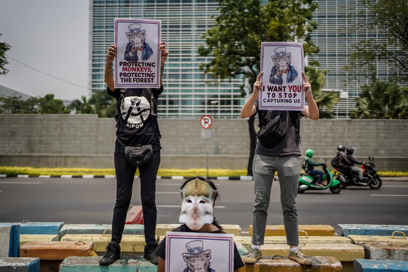 Koalisi Primates Fight Back melakukan unjuk rasa di depan Kedutaan Besar Amerikat Serikat, Jakarta, Rabu (13/9). Dalam aksi tersebut massa aksi menuntut Pemerintah Amerika Serikat menghentikan perdagangan monyet ekor panjang yang diimpor dari Indonesia.