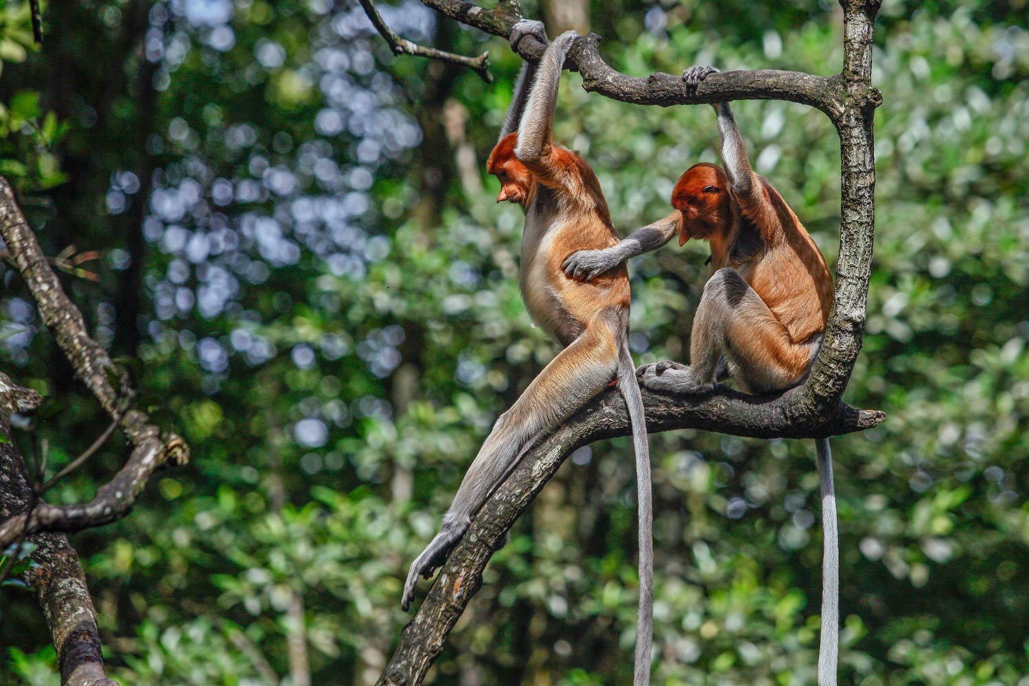 Dua ekor bekantan (Nasalis larvatus) terlihat di Kawasan Konservasi Mangrove dan Bekantan, Tarakan, Kalimantan Utara. Di KKMB, bekantan hidup secara berkelompok dengan jumlah populasi sekitar 45 ekor. Primata tersebut juga memliki sifat yang berbeda dengan jenis primata lainnya. Bekantan bukan termasuk monyet yang agresif sehingga membuat wisatawan yang berkunjung di kawasan itu merasa nyaman untuk melihatnya langsung di habitatnya.