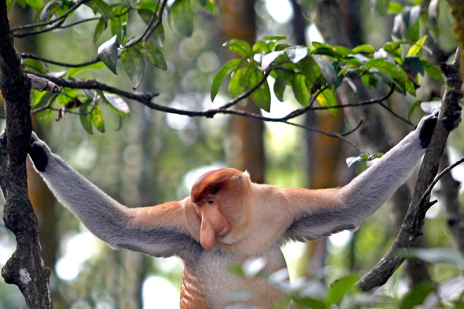 Seekor bekantan (Nasalis larvatus) terlihat di Kawasan Konservasi Mangrove dan Bekantan, Tarakan, Kalimantan Utara. Di KKMB, bekantan hidup secara berkelompok dengan jumlah populasi sekitar 45 ekor. Primata tersebut juga memliki sifat yang berbeda dengan jenis primata lainnya. Bekantan bukan termasuk monyet yang agresif sehingga membuat wisatawan yang berkunjung di kawasan itu merasa nyaman untuk melihatnya langsung di habitatnya.