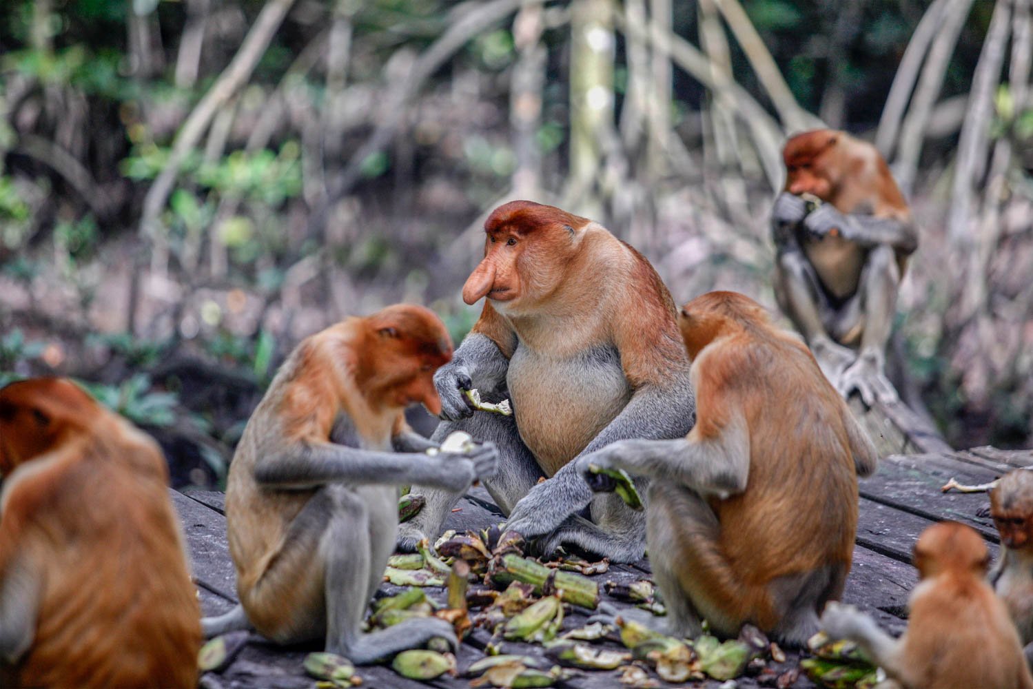 Sejumlah bekantan (Nasalis larvatus) menikmati di Kawasan Konservasi Mangrove dan Bekantan, Tarakan, Kalimantan Utara. Di KKMB, bekantan hidup secara berkelompok dengan jumlah populasi sekitar 45 ekor. Primata tersebut juga memliki sifat yang berbeda dengan jenis primata lainnya. Bekantan bukan termasuk monyet yang agresif sehingga membuat wisatawan yang berkunjung di kawasan itu merasa nyaman untuk melihatnya langsung di habitatnya.