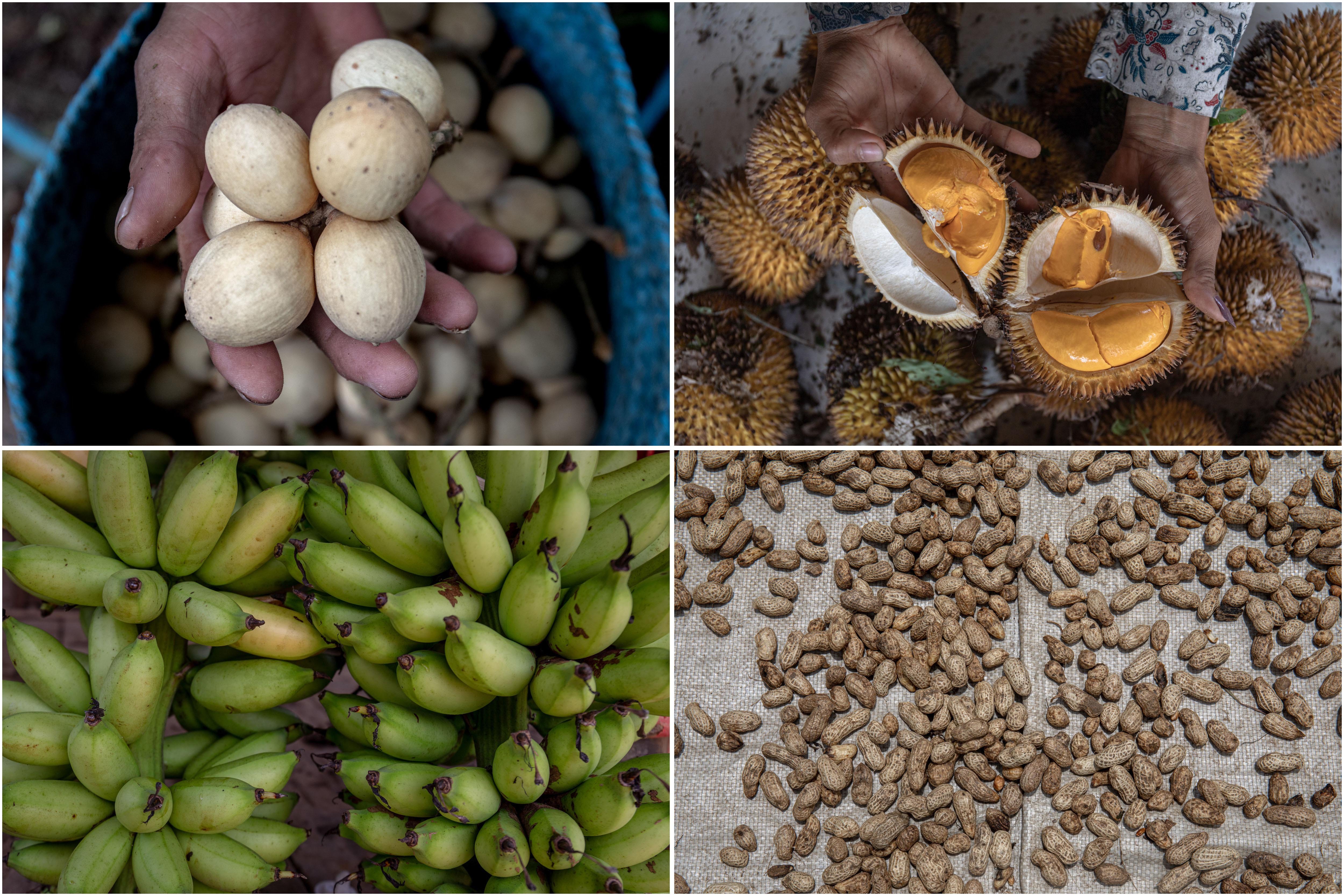 Foto kolase sejumlah hasil bumi, buah duku (kiri atas), buah lai (kanan atas), buah pisang (kiri bawah), dan kacang tanah (kanan bawah) di Desa Kambiyain.