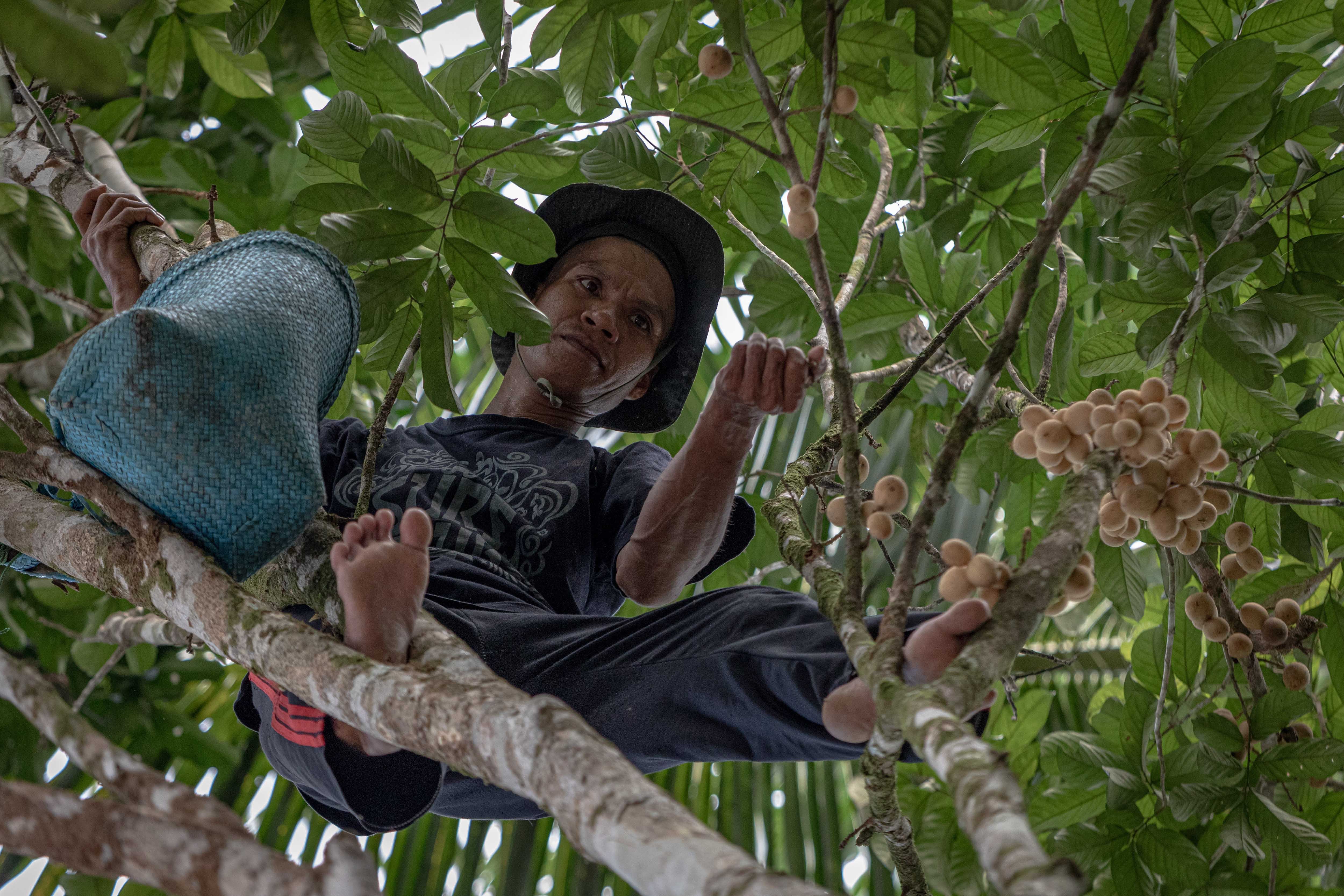 Kepala Desa Kambiyain Anang Suriani memanen buah duku di kebun milik keluarganya.