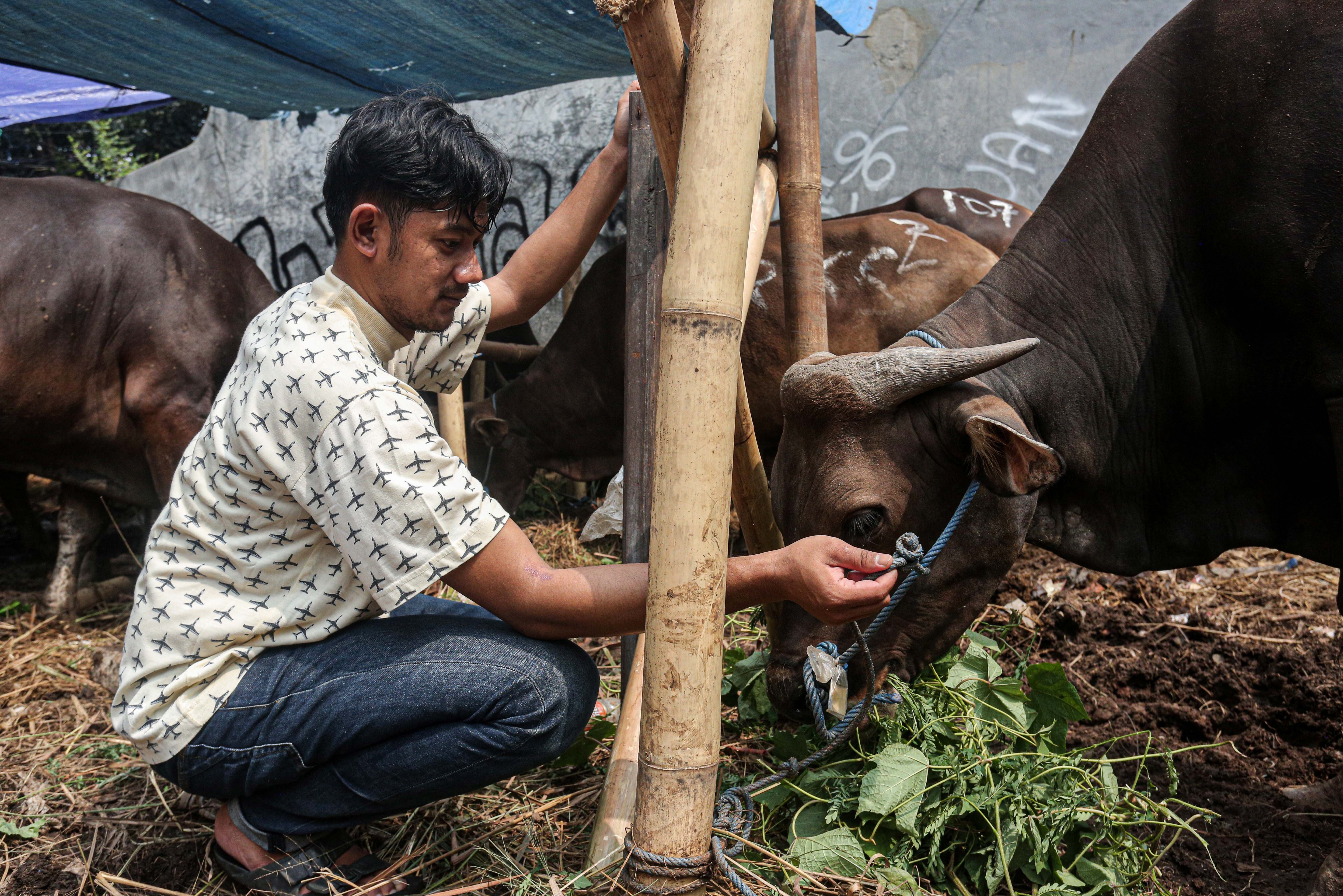 Pedagang memberikan pakan sapi yang dijual di lapak hewan kurban di Kampung Makasar, Jakarta Timur, Rabu (12/6/2024). Menjelang Hari Raya Idul Adha 1445 H, pedagang menyatakan penjualan hewan kurban mengalami peningkatan hingga 50 persen dengan harga jual Rp19 juta hingga Rp30 juta per ekor sapi yang tergantung dari ukuran dan berat badan hewan.