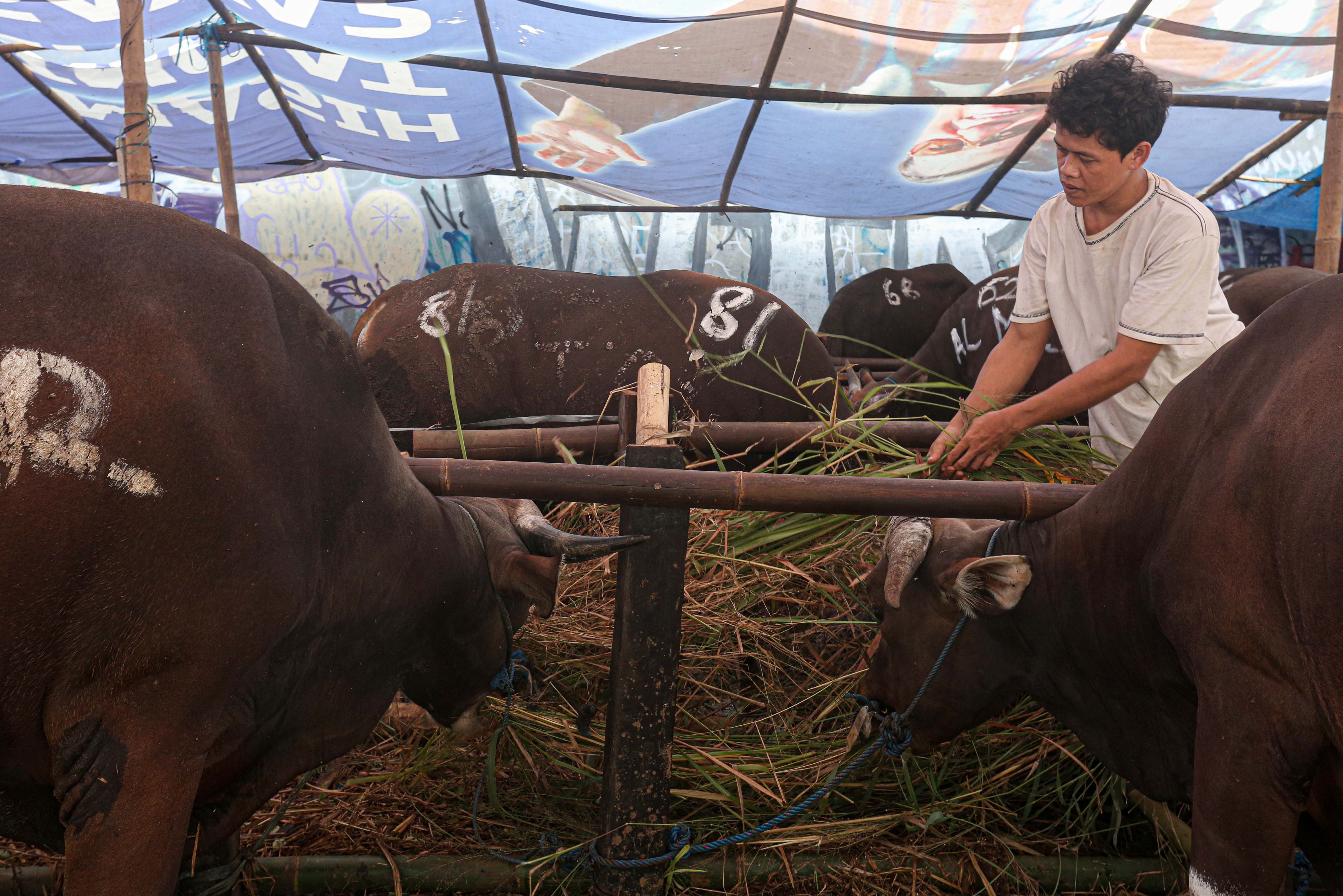 Pedagang memberikan pakan sapi yang dijual di lapak hewan kurban di Kampung Makasar, Jakarta Timur, Rabu (12/6/2024). Menjelang Hari Raya Idul Adha 1445 H, pedagang menyatakan penjualan hewan kurban mengalami peningkatan hingga 50 persen dengan harga jual Rp19 juta hingga Rp30 juta per ekor sapi yang tergantung dari ukuran dan berat badan hewan.