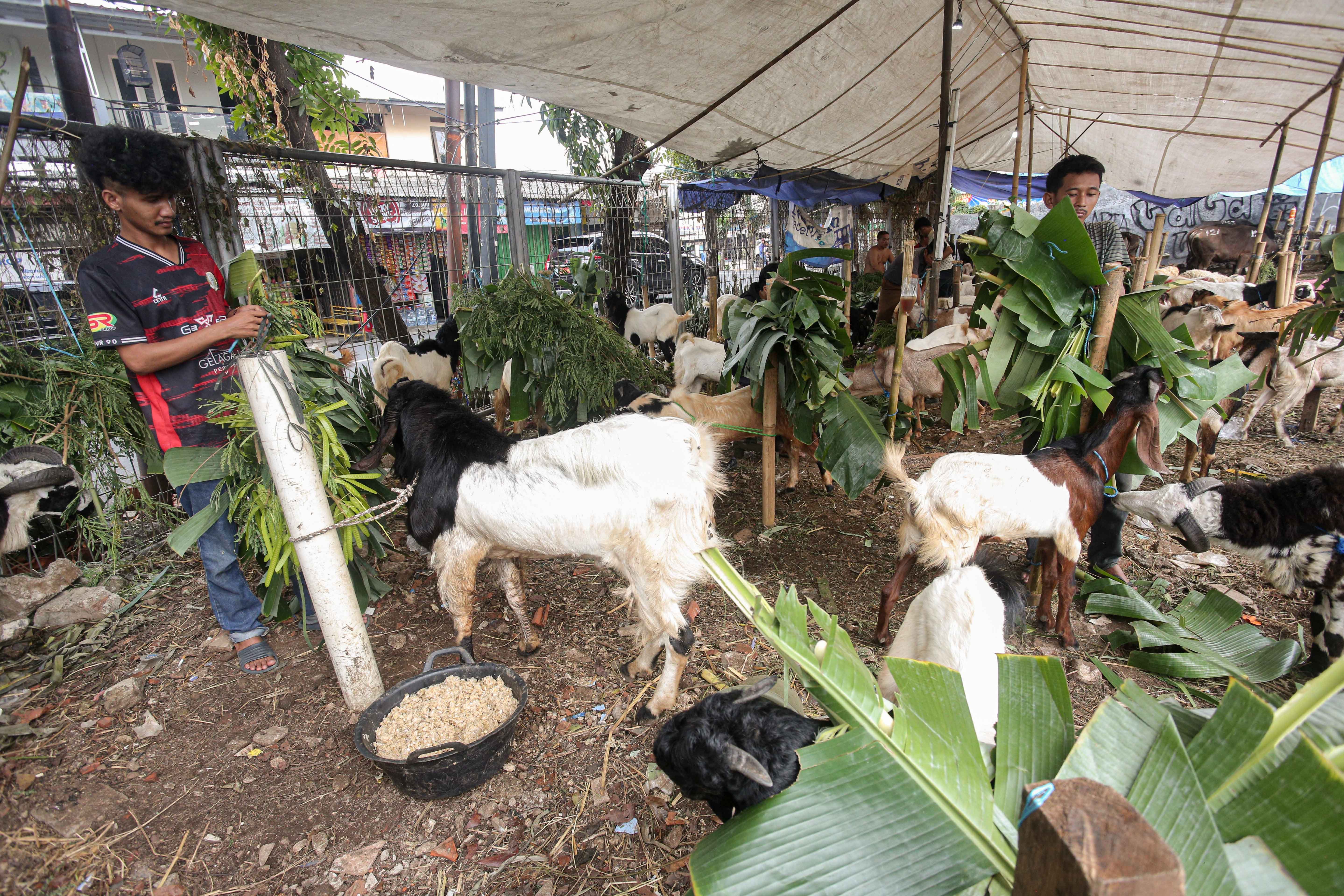 Pedagang memberikan pakan kambing yang dijual di lapak hewan kurban di Kampung Makasar, Jakarta Timur, Rabu (12/6/2024). Menjelang Hari Raya Idul Adha 1445 H, pedagang menyatakan penjualan hewan kurban mengalami peningkatan hingga 50 persen dengan harga jual Rp3 juta hingga Rp5,5 juta per ekor kambing yang tergantung dari ukuran dan berat badan hewan.