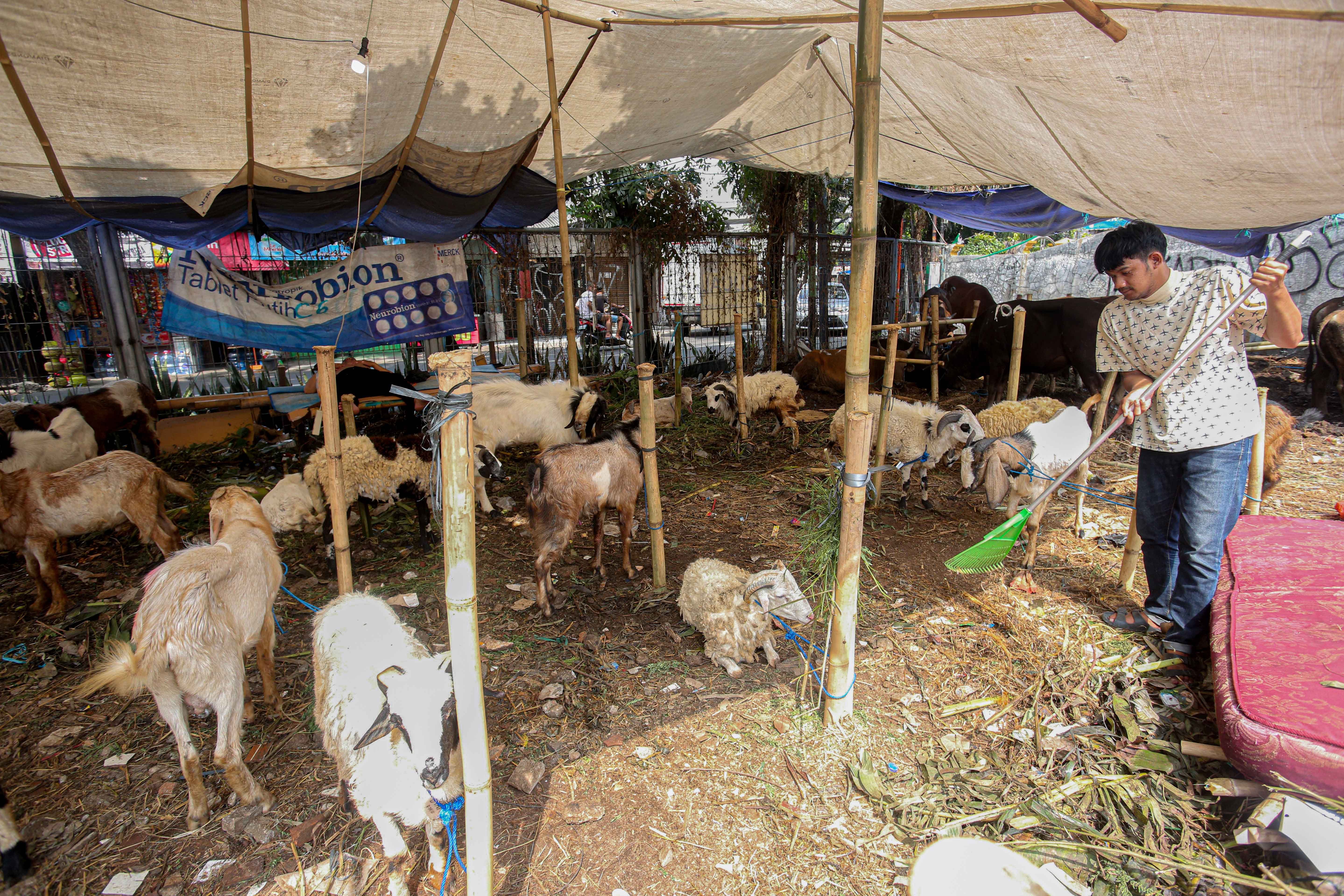 Pedagang bersiap memberikan pakan kambing di lapak hewan kurban di Kampung Makasar, Jakarta Timur, Rabu (12/6/2024). Menjelang Hari Raya Idul Adha 1445 H, pedagang menyatakan penjualan hewan kurban mengalami peningkatan hingga 50 persen dengan harga jual Rp3 juta hingga Rp5,5 juta per ekor kambing yang tergantung dari ukuran dan berat badan hewan.