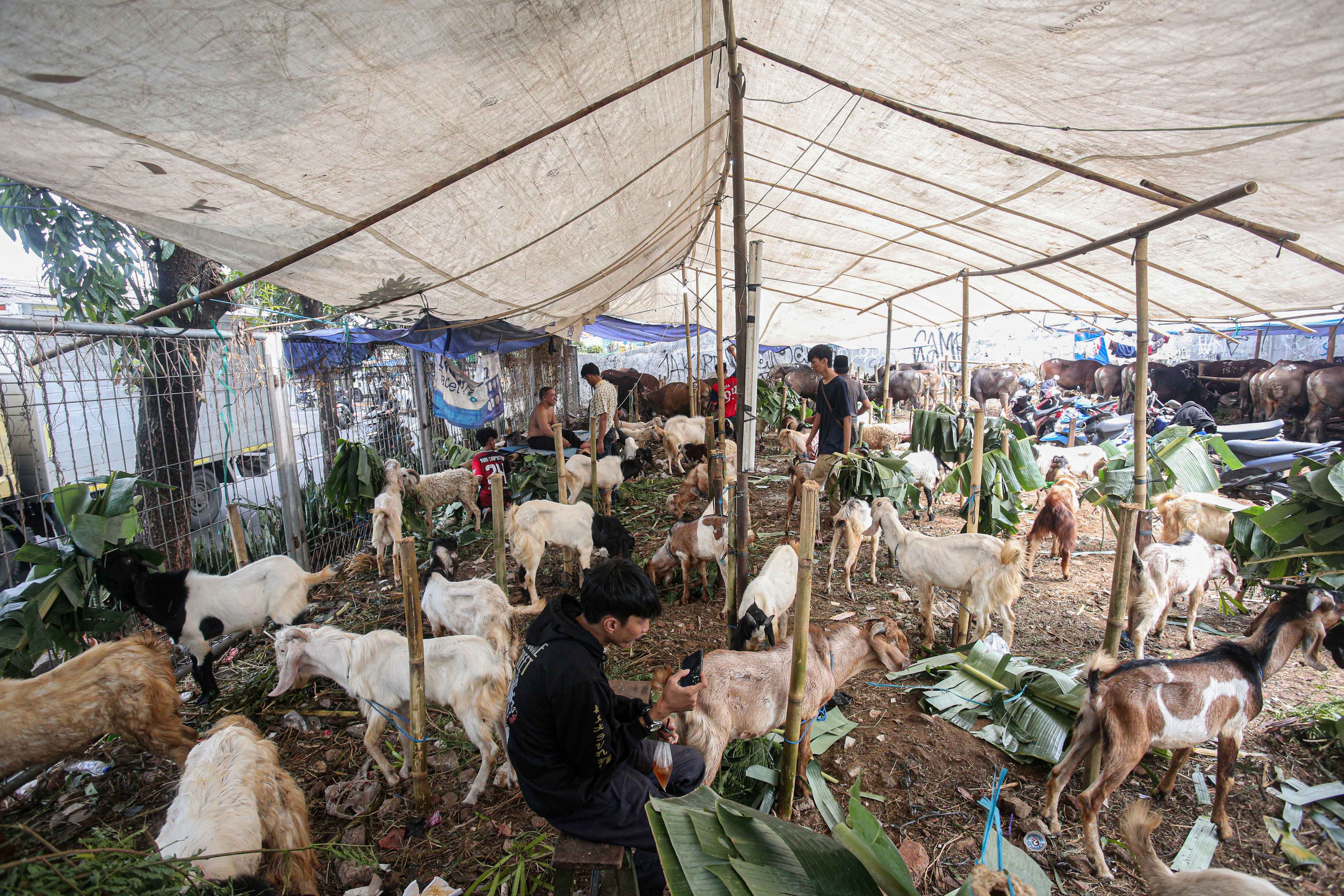 Sejumlah kambing dan sapi yang dijual di lapak hewan kurban di Kampung Makasar, Jakarta Timur, Rabu (12/6/2024). Menjelang Hari Raya Idul Adha 1445 H, pedagang menyatakan penjualan hewan kurban mengalami peningkatan hingga 50 persen dengan harga jual Rp3 juta hingga Rp5,5 juta per ekor kambing dan Rp19 juta hingga Rp30 juta per ekor sapi yang tergantung dari ukuran dan berat badan hewan.