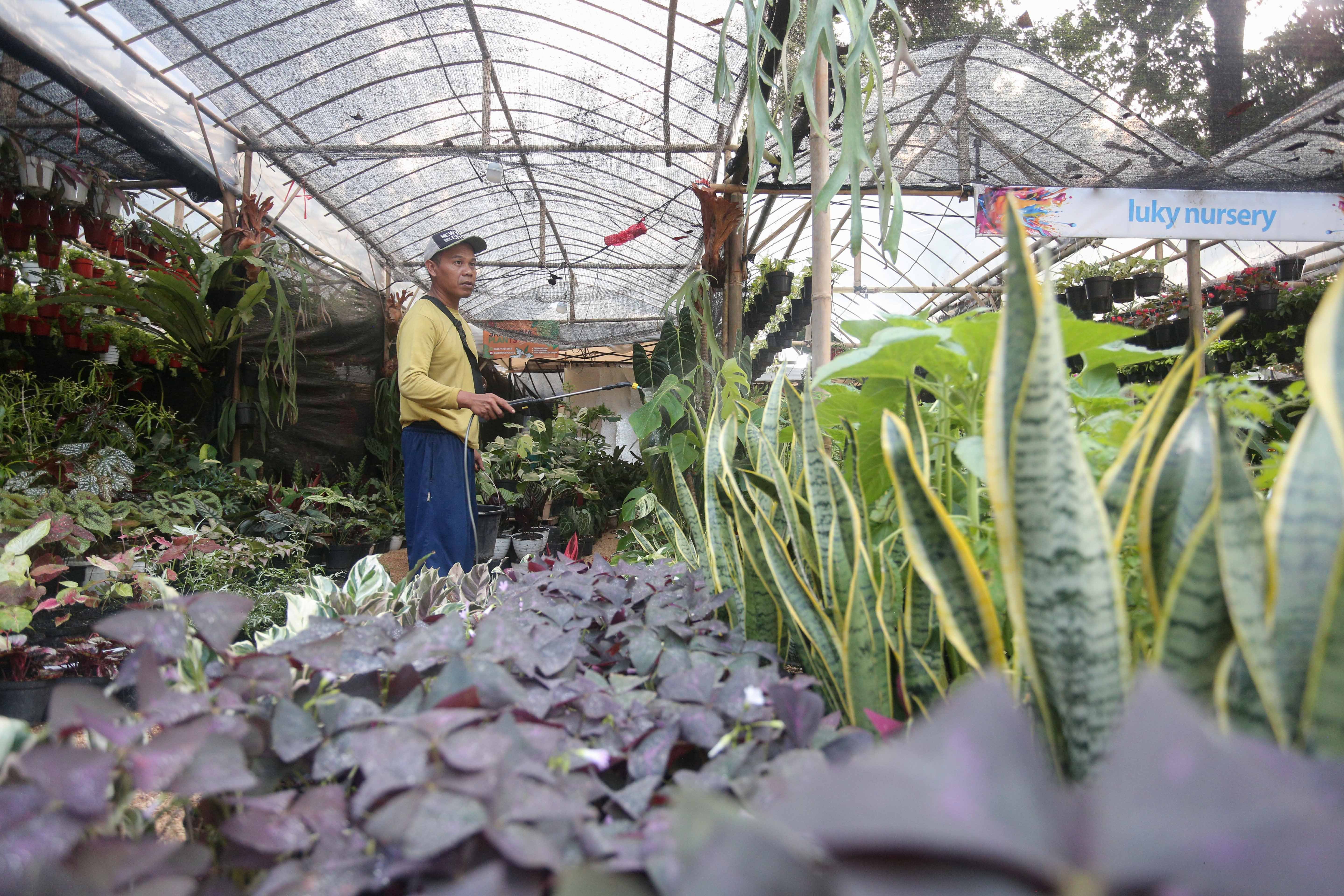 Penjual menyiram tanaman hias yang dijual saat pameran Flona di Lapangan Banteng, Jakarta, senin (8/7/2024). Pameran yang mengusung tema Jakarta Global Hijau Mempesona ini menampilkan berbagai jenis tanaman hias, hewan peliharaan dan kuliner nusantara yang berlangsung hingga 2 Agustus 2024.