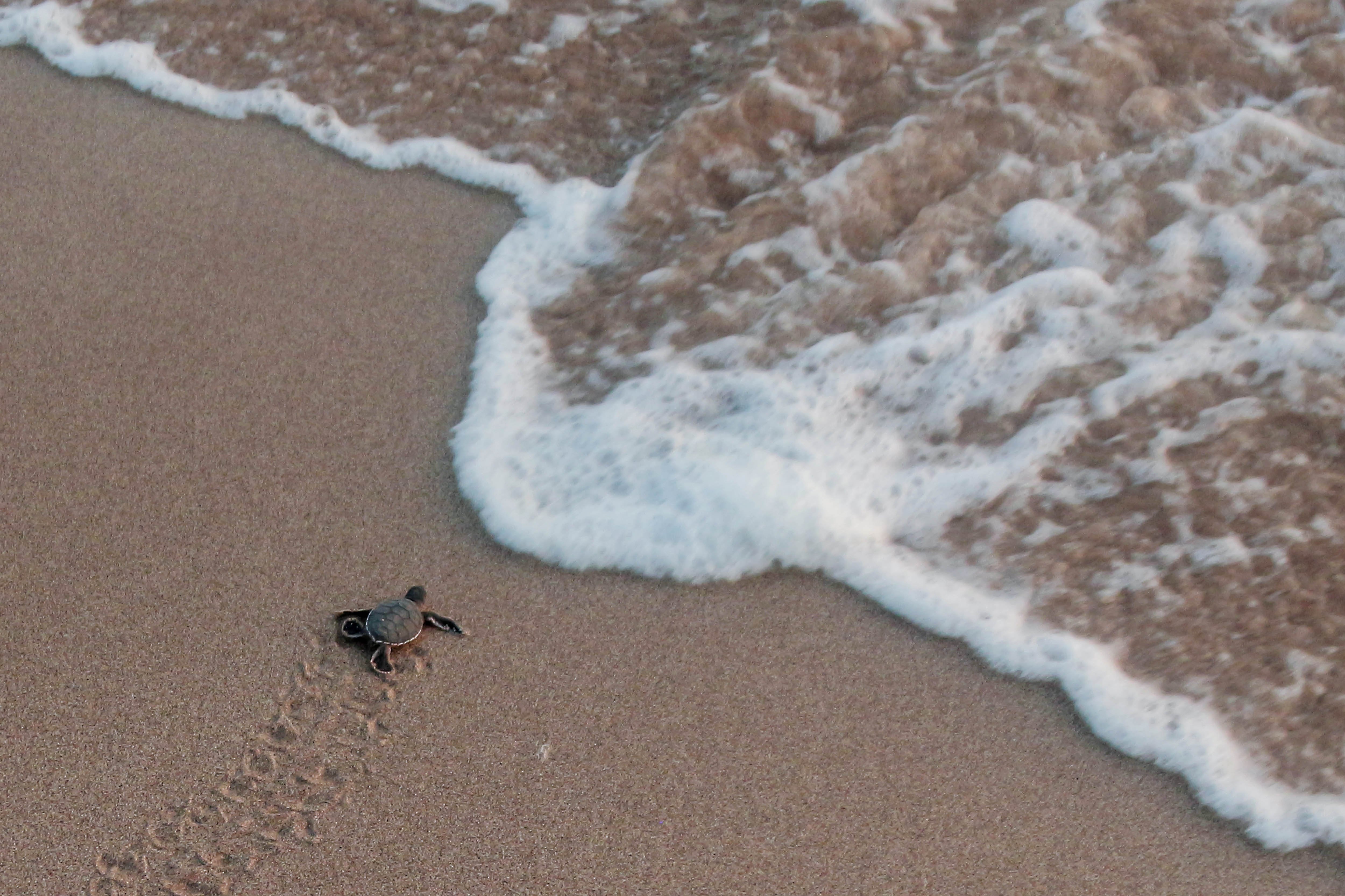 Tukik atau bayi penyu hijau (Chelonia mydas) menuju laut lepas usai dilepasliarkan di pantai Pangumbahan.