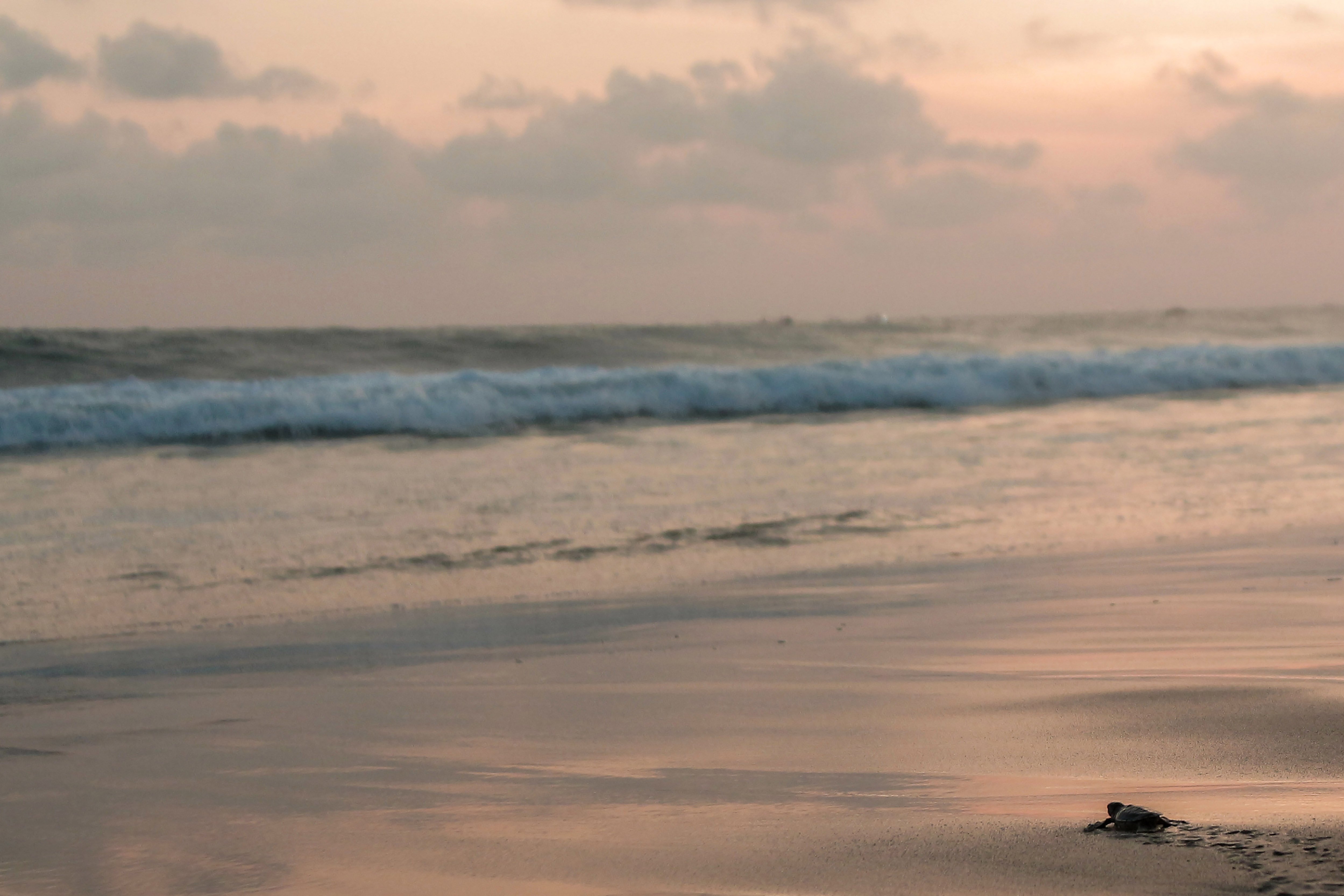 Tukik atau bayi penyu hijau (Chelonia mydas) berjalan menuju pesisir pantai saat dilepasliarkan di pantai Pangumbahan.