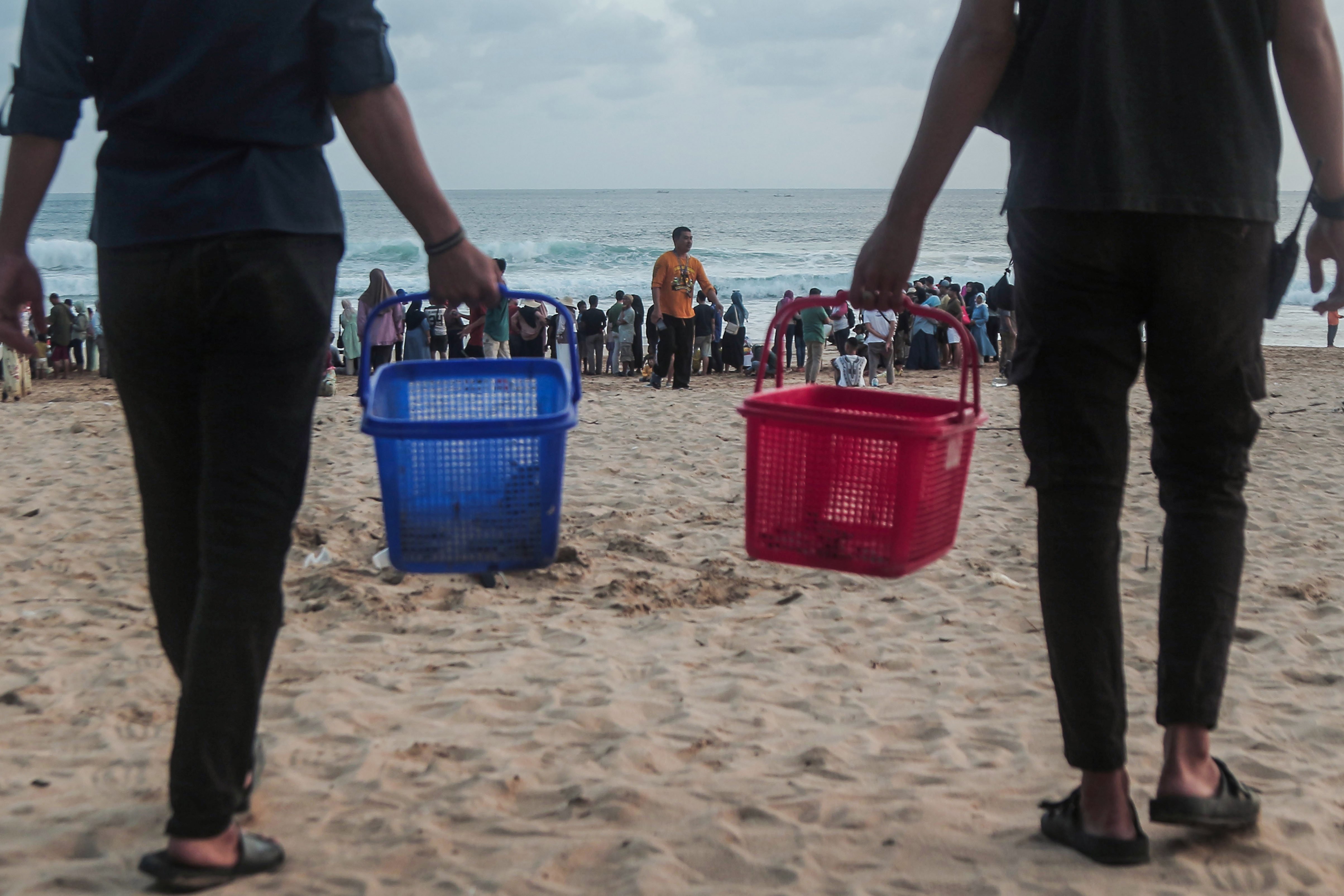 Petugas membawa keranjang berisi tukik atau bayi penyu hijau (Chelonia mydas) sebelum dilepasliarkan di Pantai Pangumbahan.