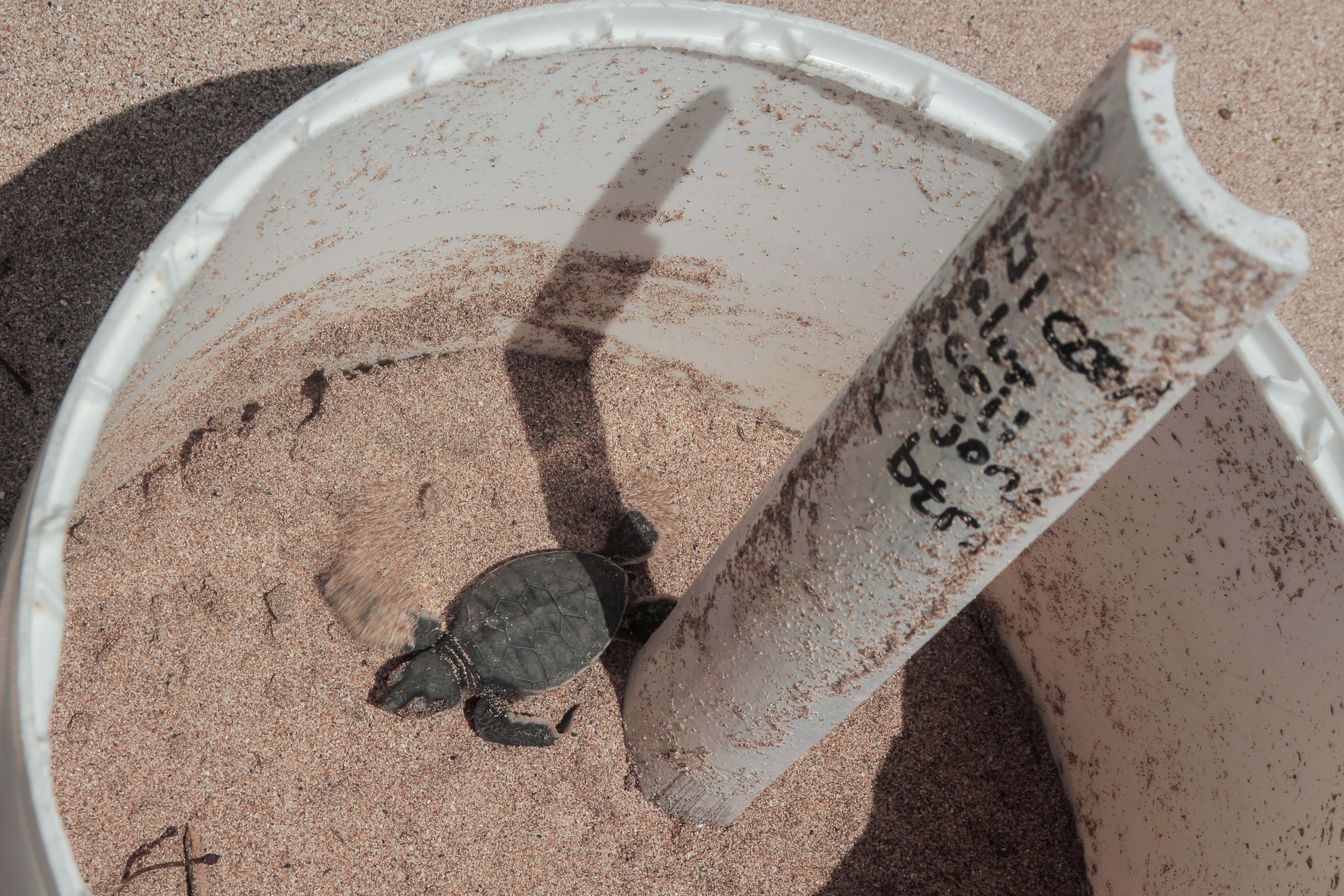 Bayi penyu hijau (Chelonia mydas) menetas di ruang penetasan di Konservasi Penyu Pangumbahan.