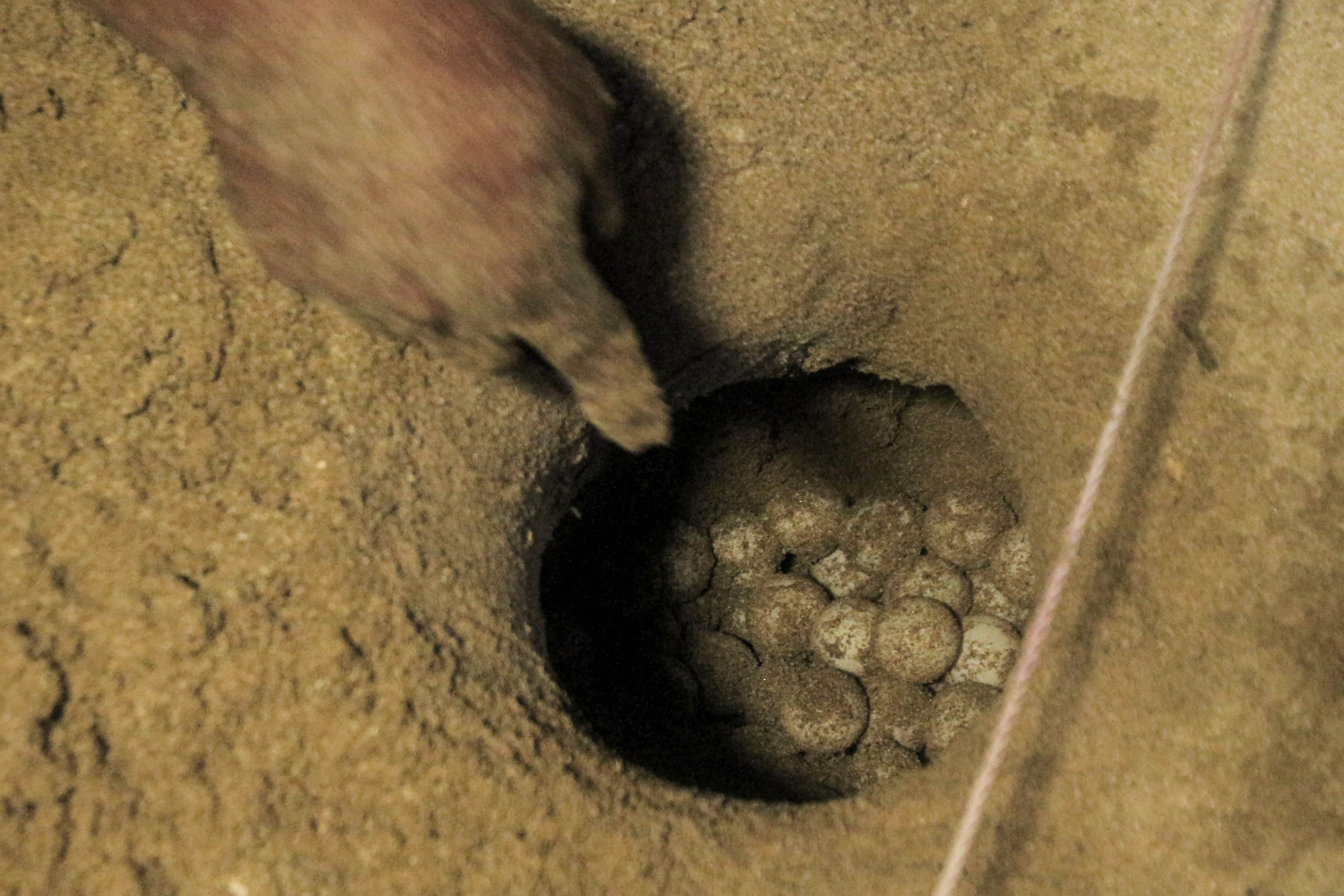 Petugas menunjukan telur penyu hijau (Chelonia mydas) di lubang penyemaian.