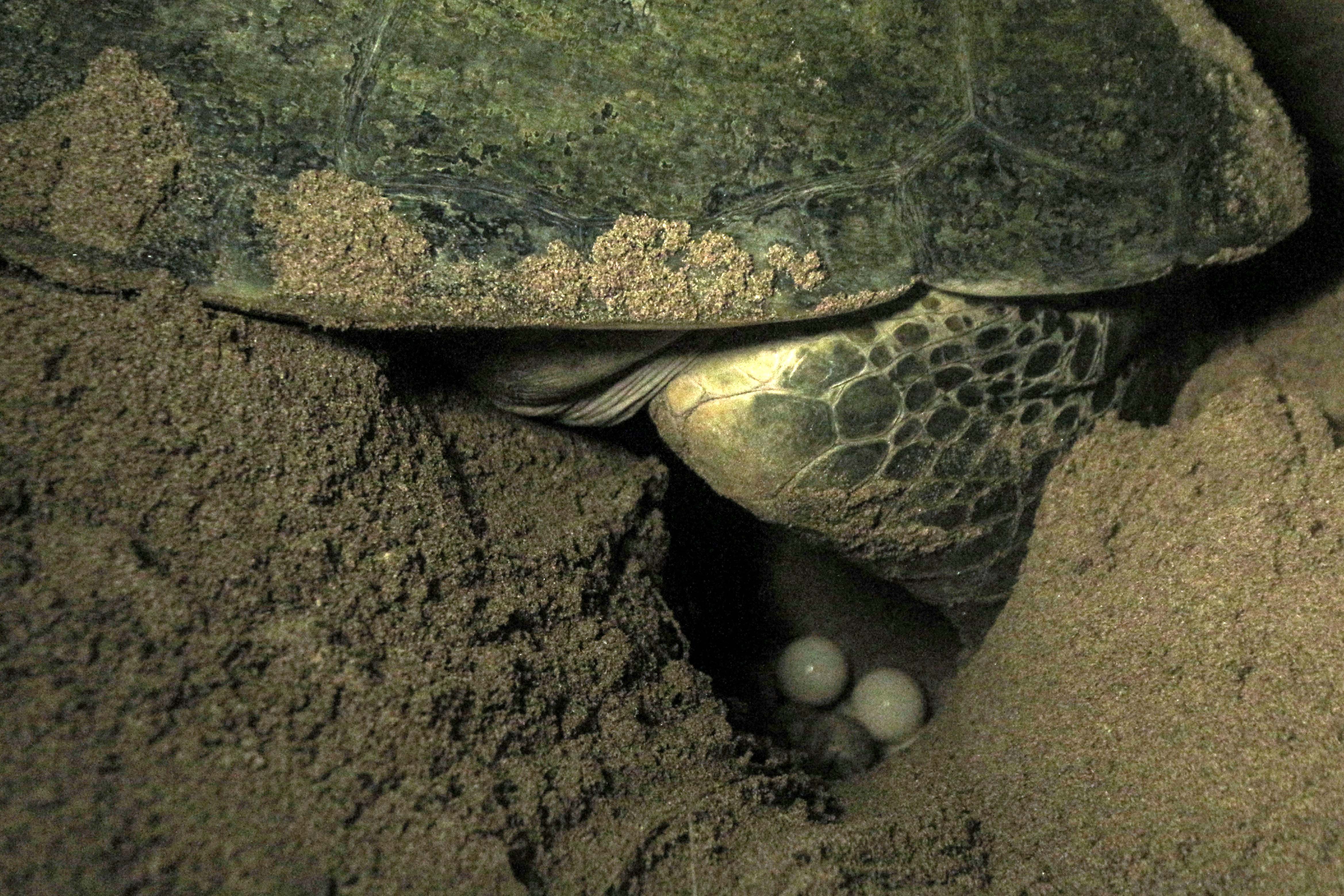 Penyu hijau (Chelonia mydas) melakukan proses bertelur di Pantai Pangumbahan.