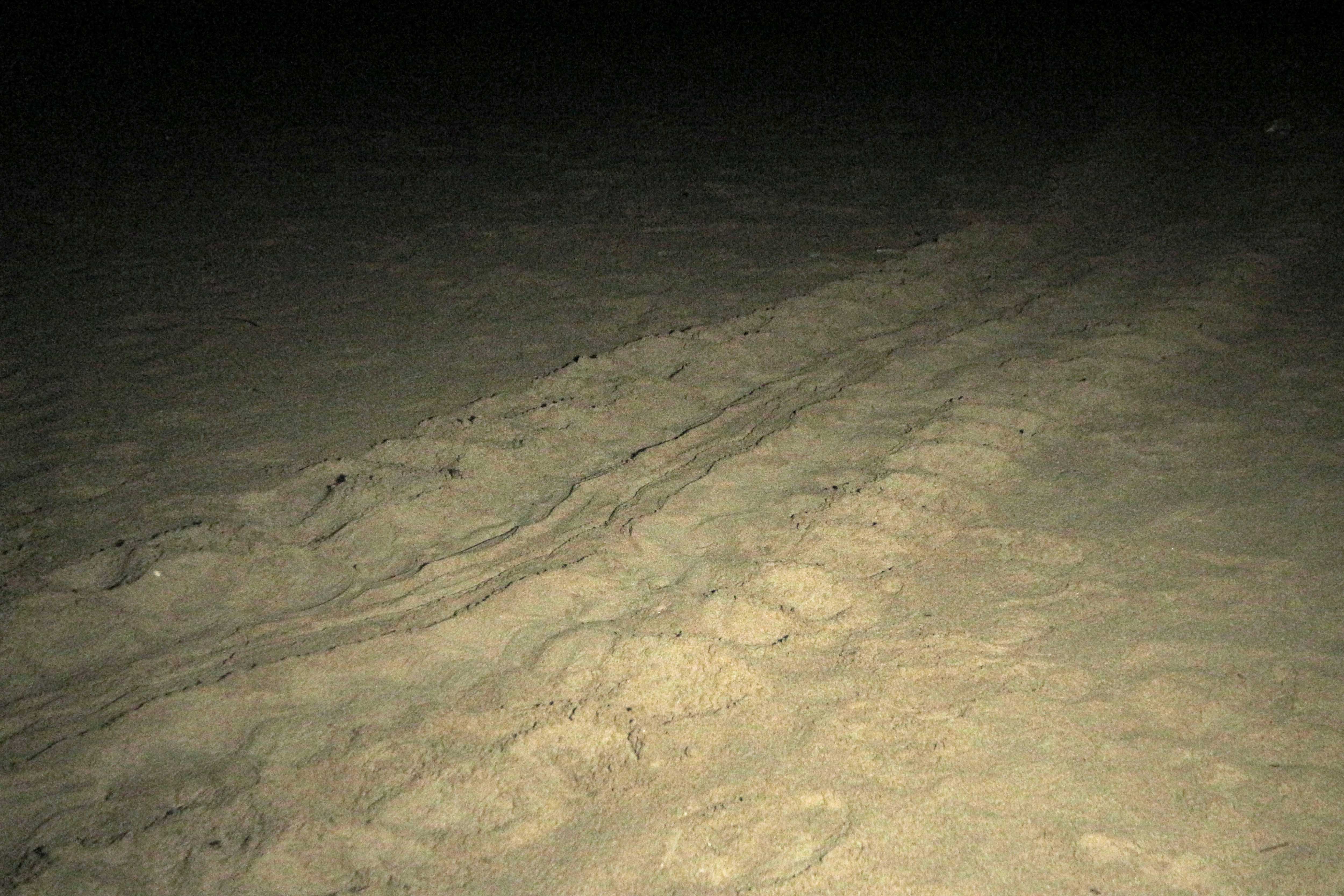 Jejak pendaratan penyu hijau (Chelonia mydas) sebelum bertelur di Pantai Pangumbahan.