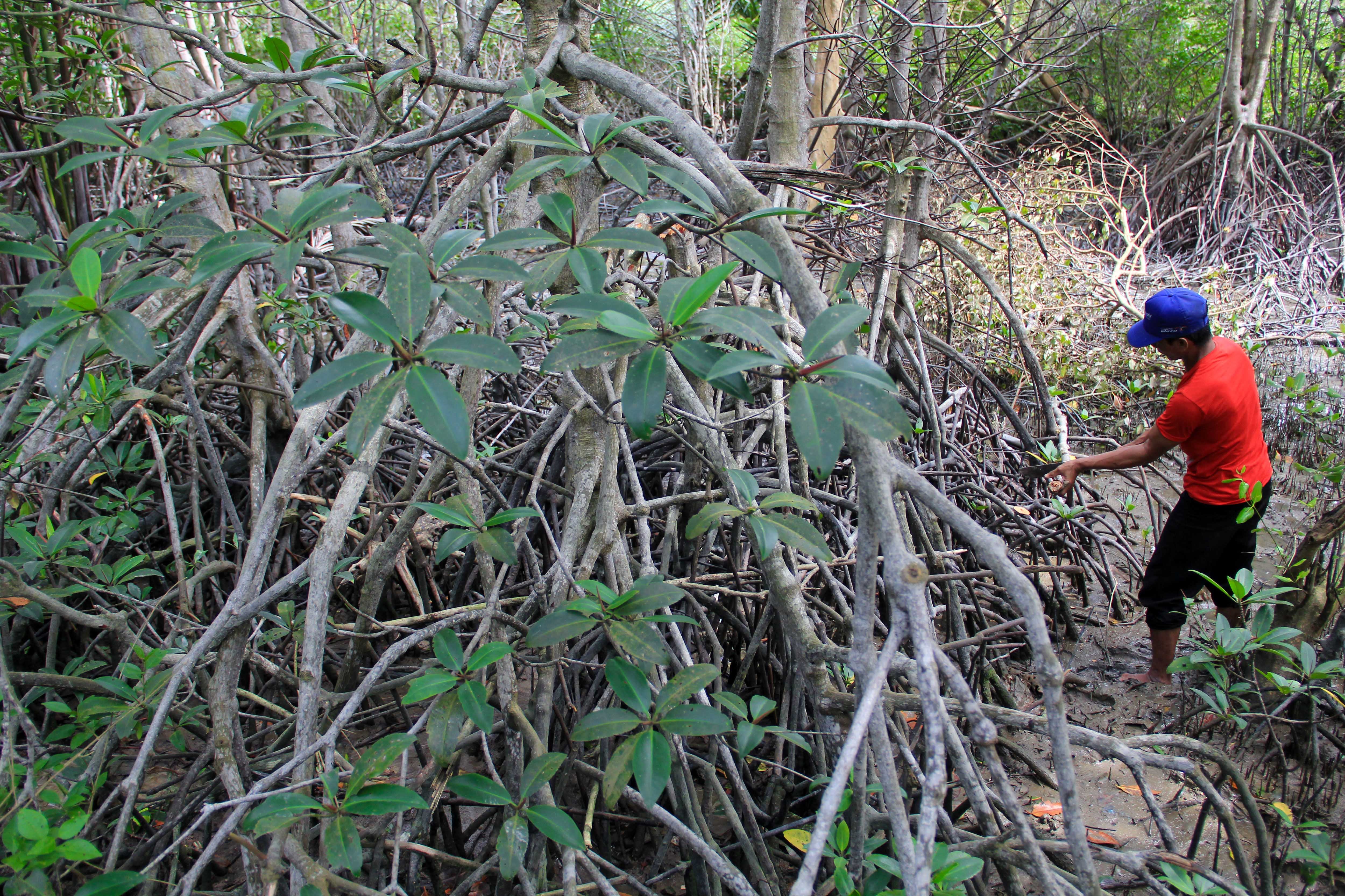 Perajin mengambil limbah ranting mangrove.