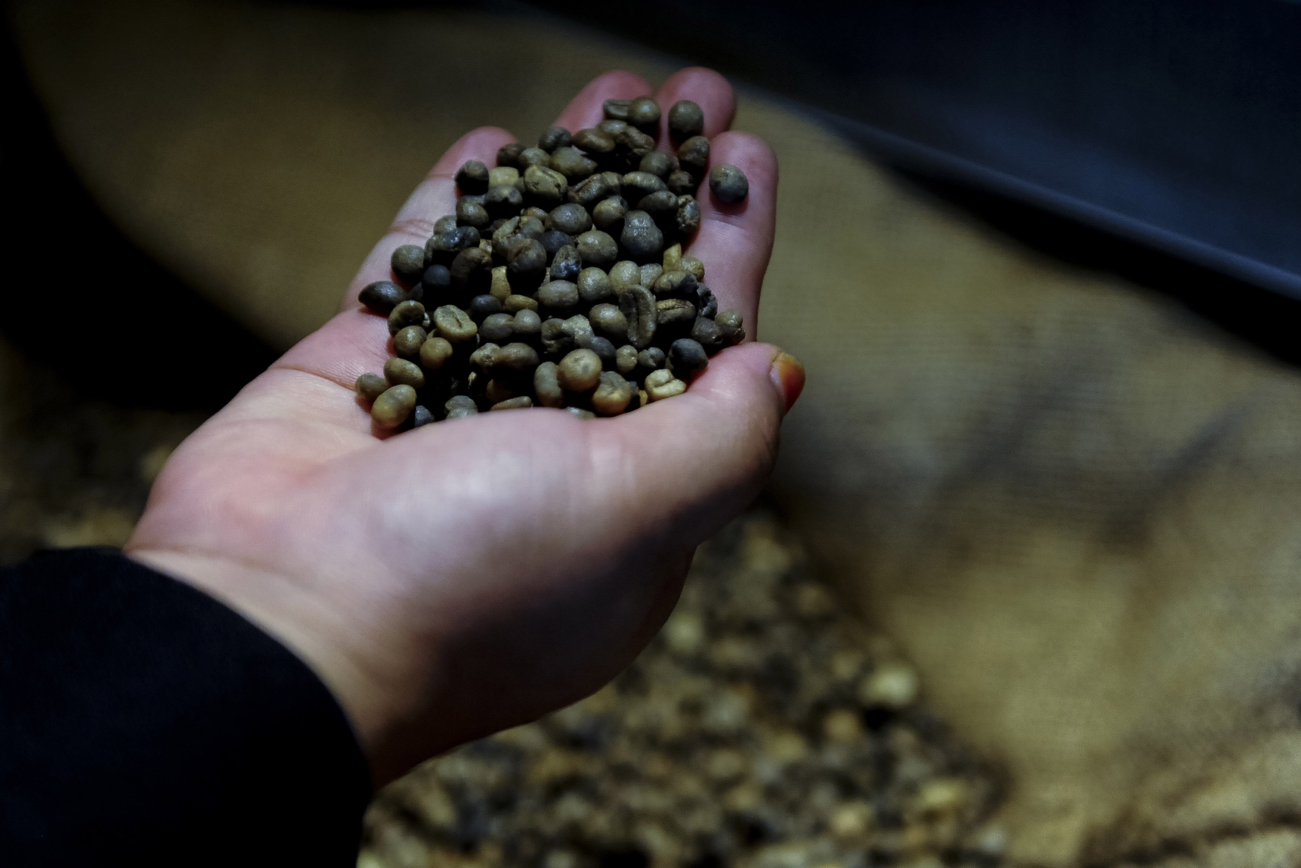 Warga menunjukkan biji kopi robusta (Coffea canephora) Gunung Karang di Imah Kopi Gunung Karang, Pandeglang, Banten.